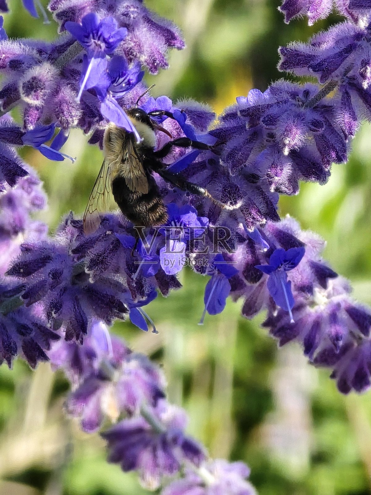 2025年7月22日，温哥华海堤步道上，林木拱门与德沃尼亚港公园之间的植物和绿意。照片摄影图片