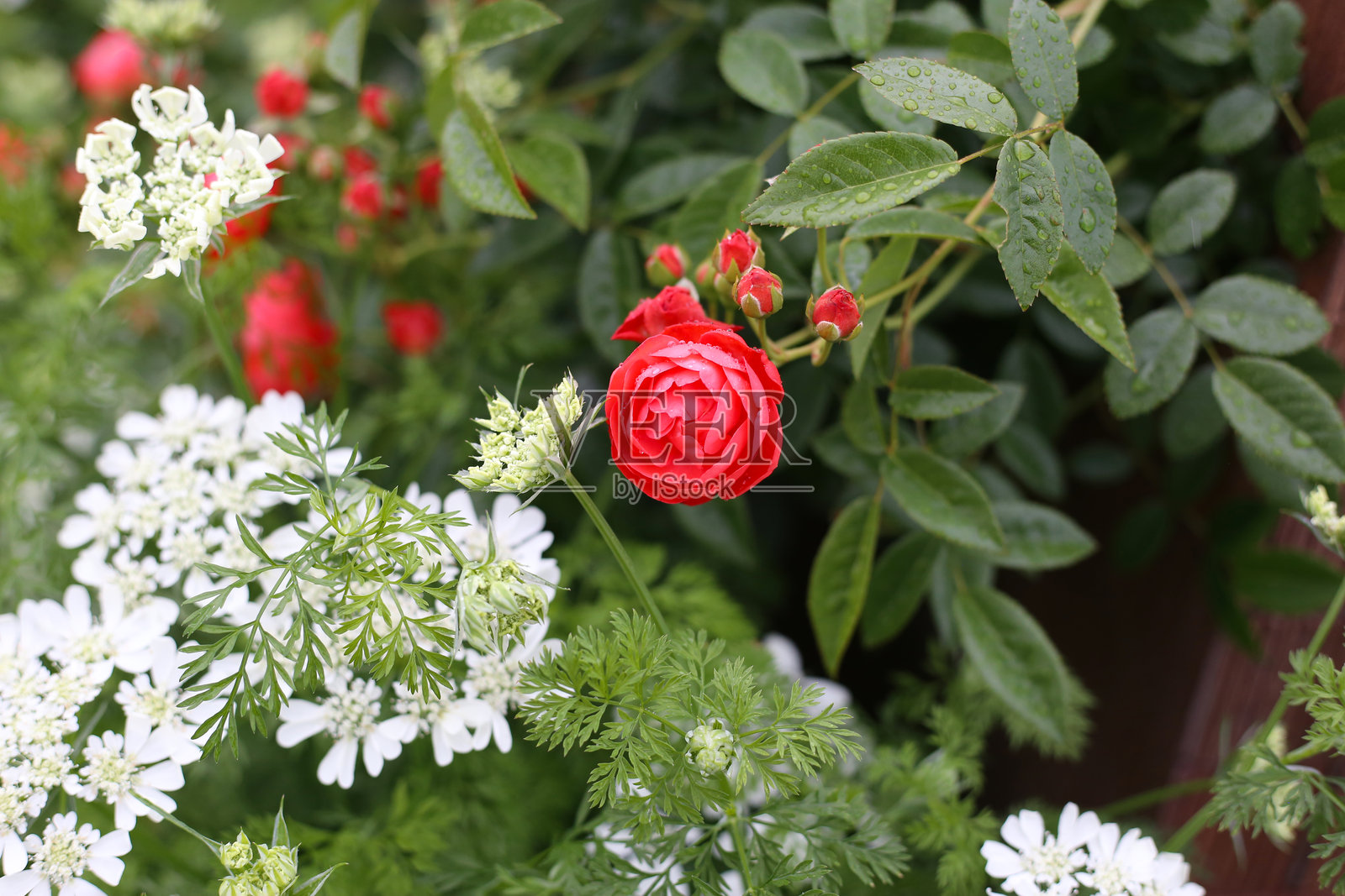 日本公园里美丽的玫瑰花丛照片摄影图片