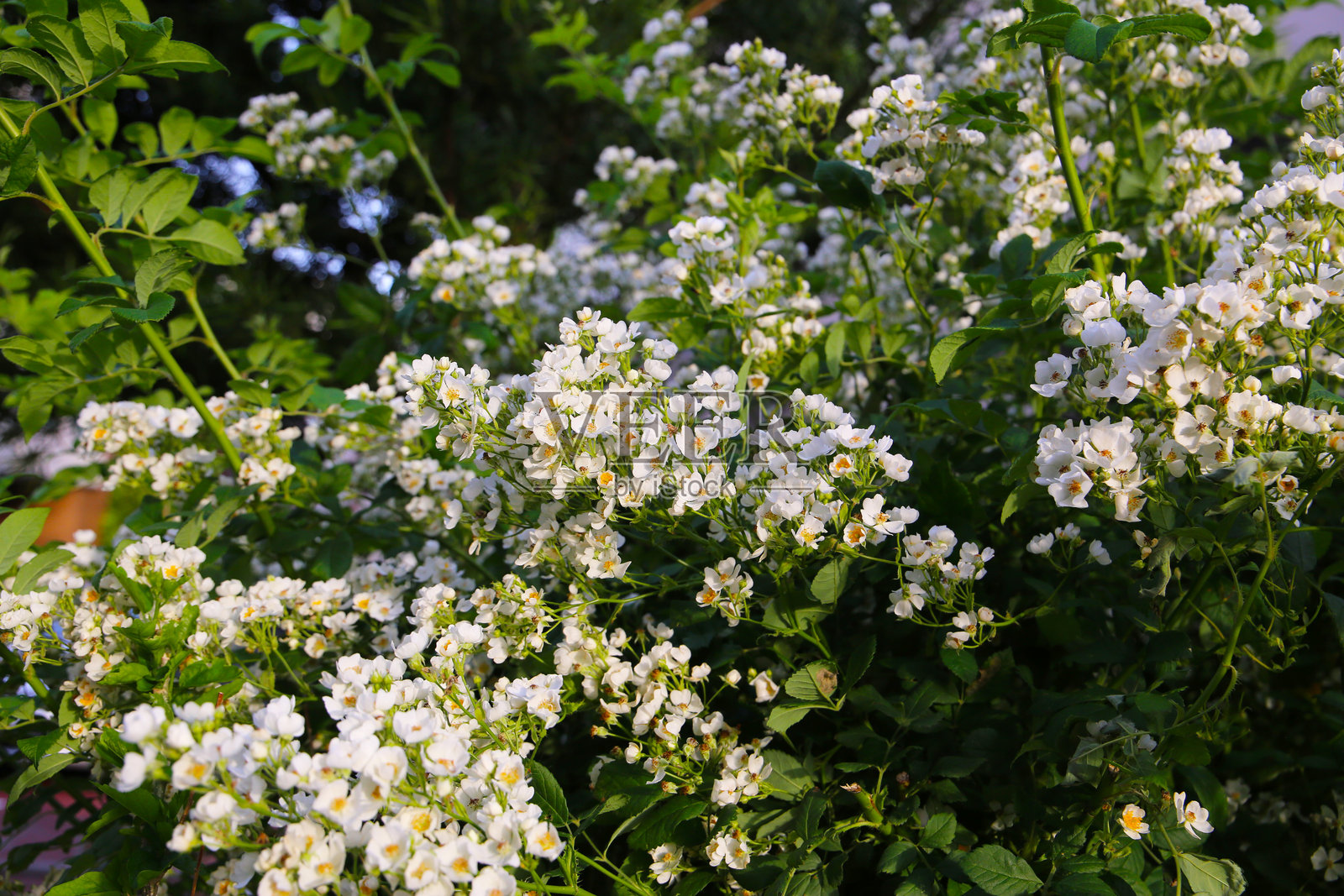 日本花园中的野生白玫瑰照片摄影图片