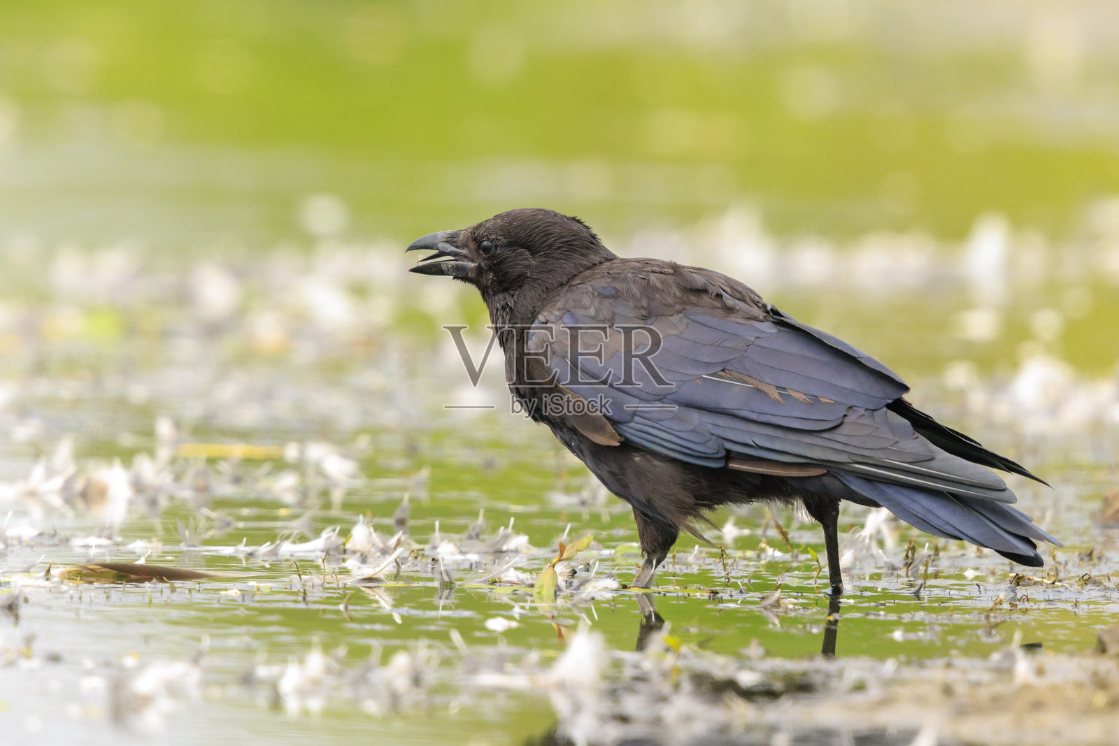 黑色的腐尸乌鸦（Corvus corone）近距离觅食照片摄影图片