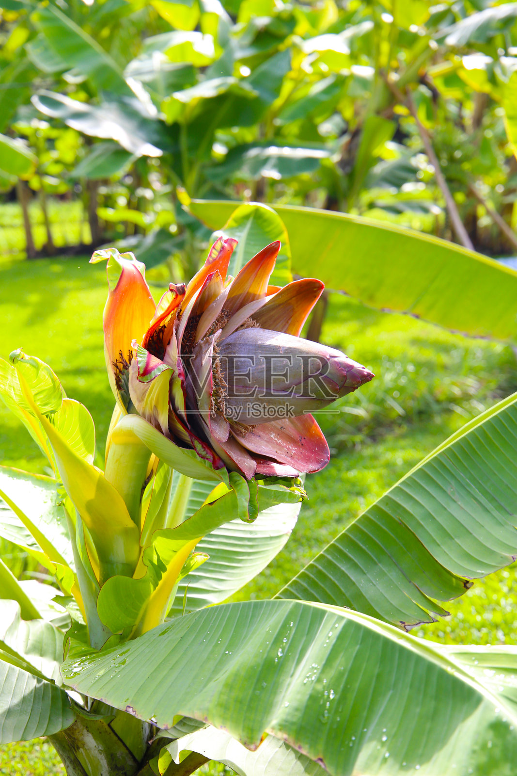 红褐色花苞的大型恩塞特香蕉照片摄影图片