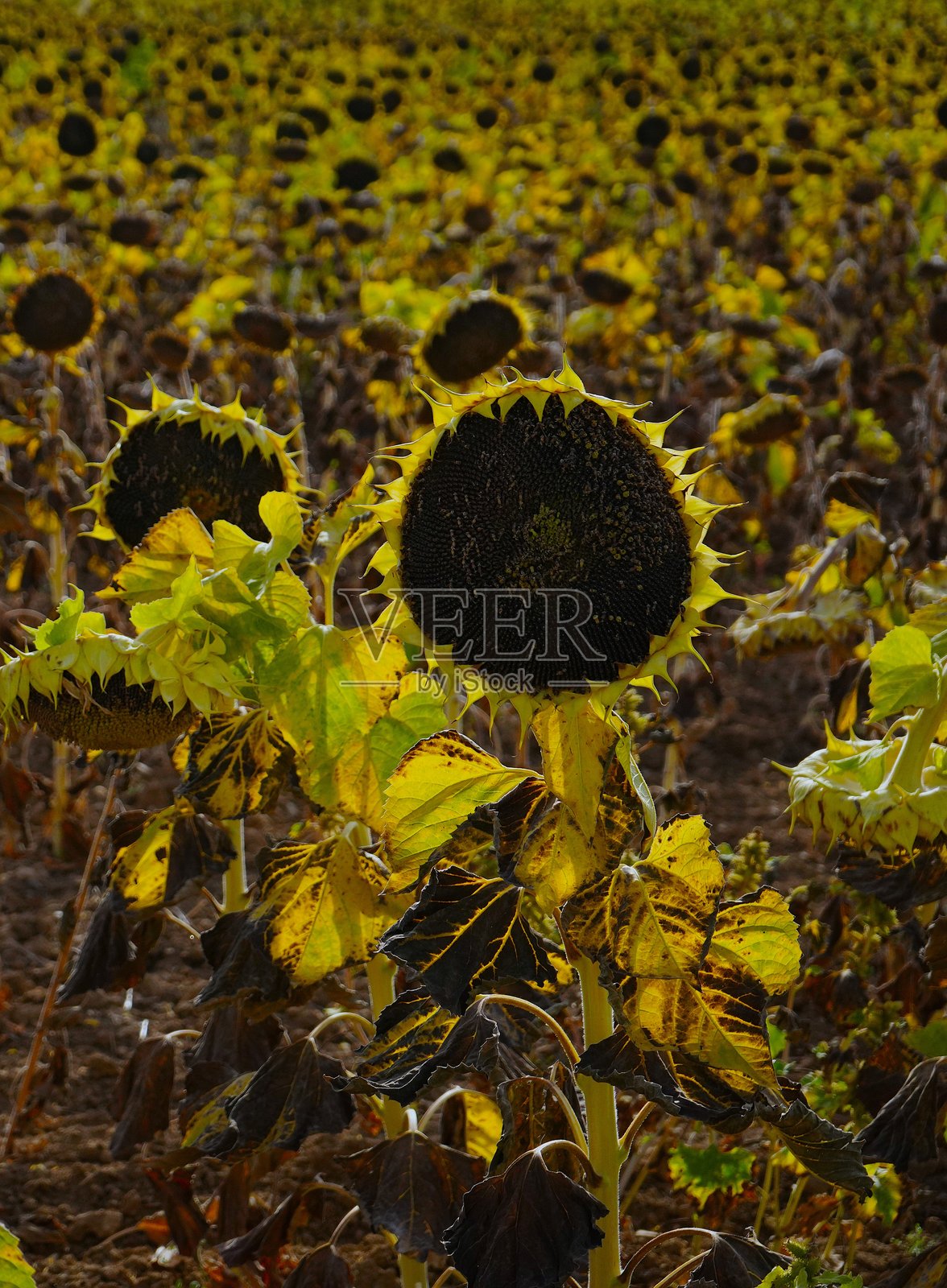 干旱的向日葵田，状况不佳。照片摄影图片