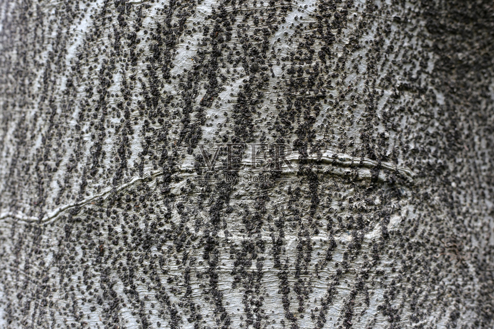 树皮特写，光滑的灰色表面上覆盖着小黑色凸起，形成自然图案。照片摄影图片