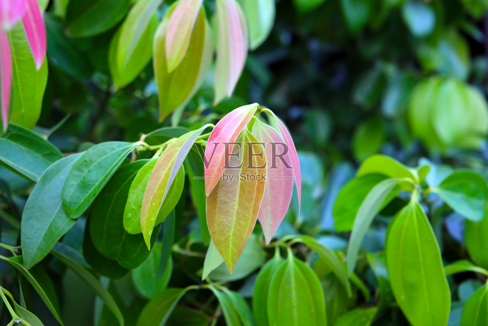 新鲜粉色肉桂叶的特写，真肉桂（Cinnamomum verum）照片摄影图片