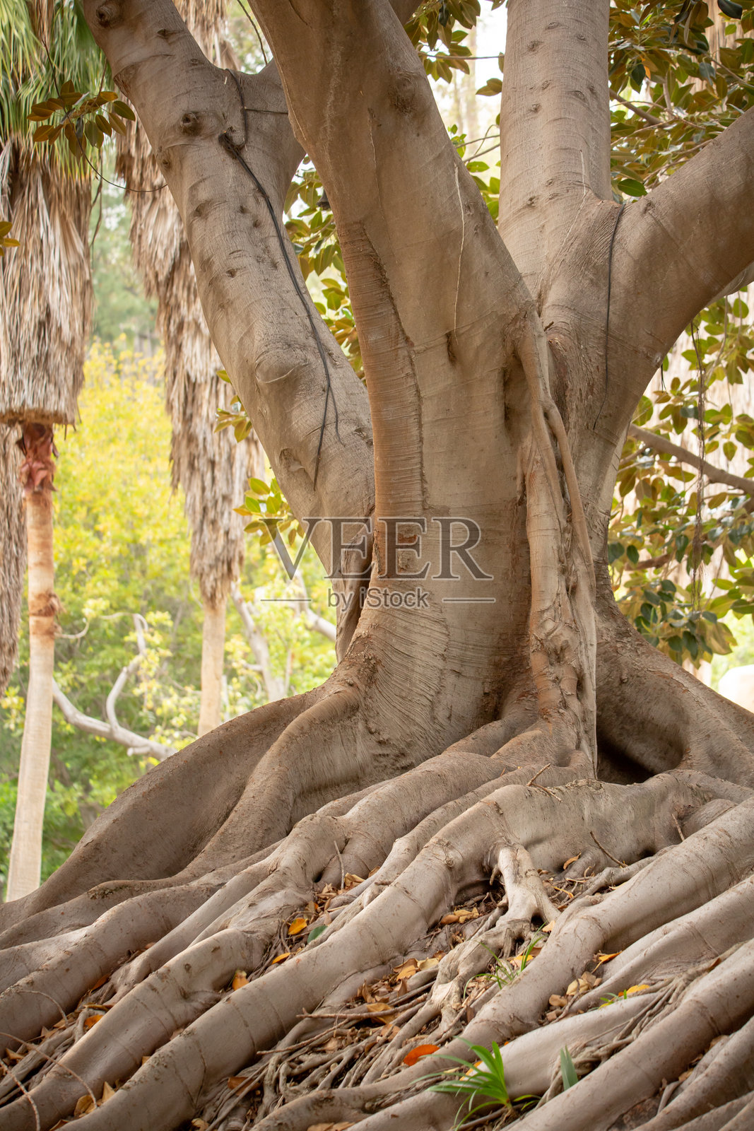 莫顿湾无花果照片摄影图片