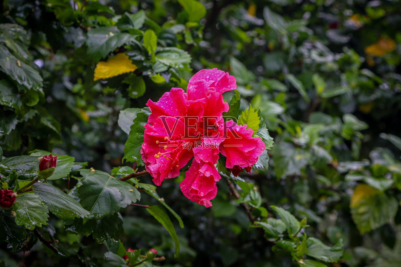 鲜艳粉色的盛开木槿花特写，带有水滴照片摄影图片