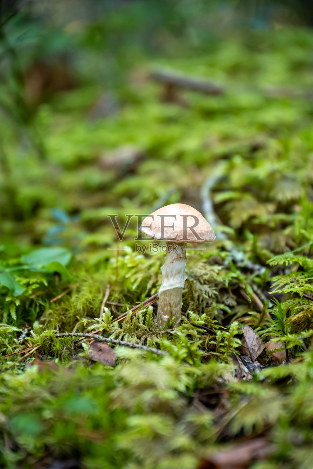 单独的蘑菇在郁郁葱葱的苔藓森林地面上生长照片摄影图片