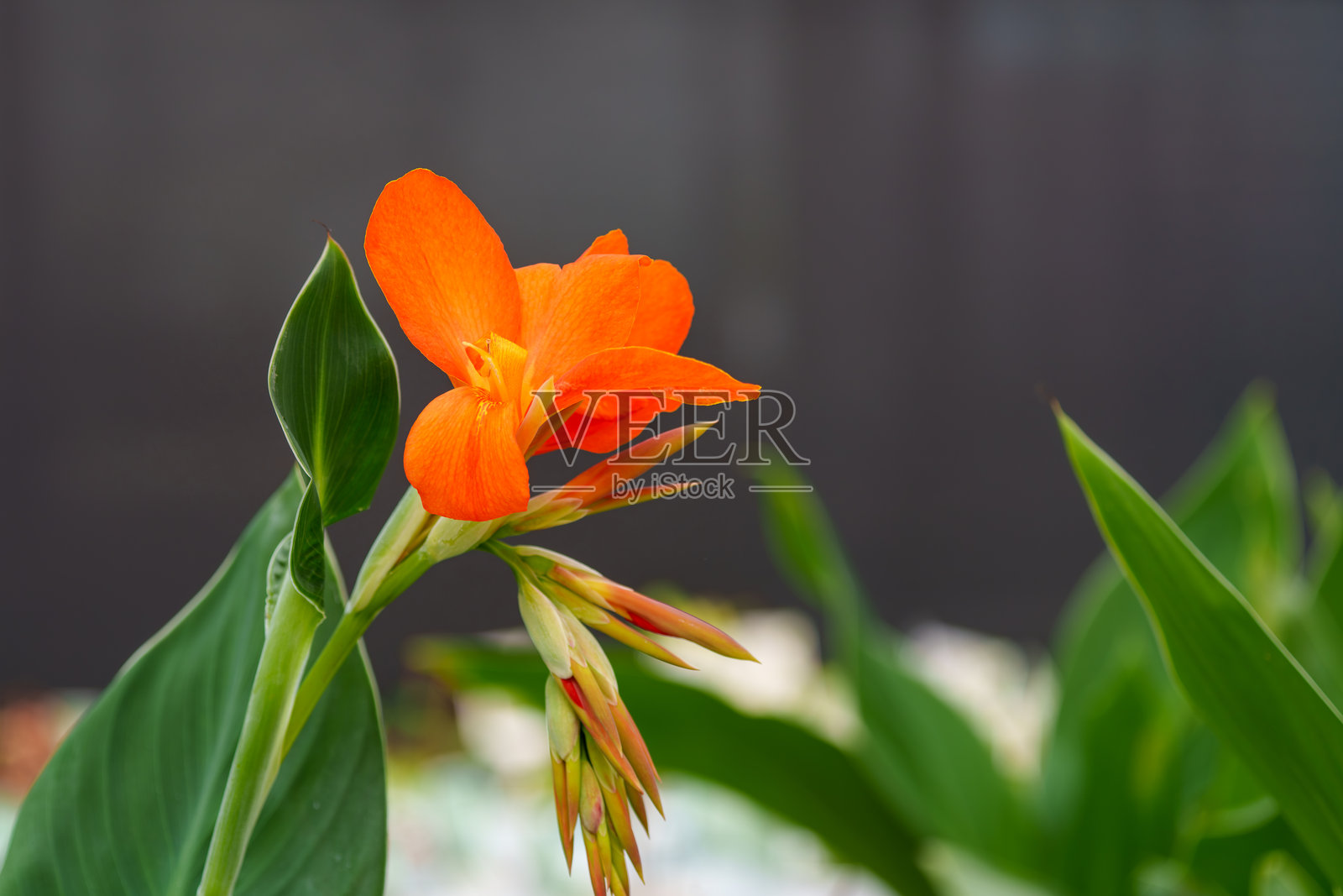 盛开的粉色美人蕉花特写照片摄影图片