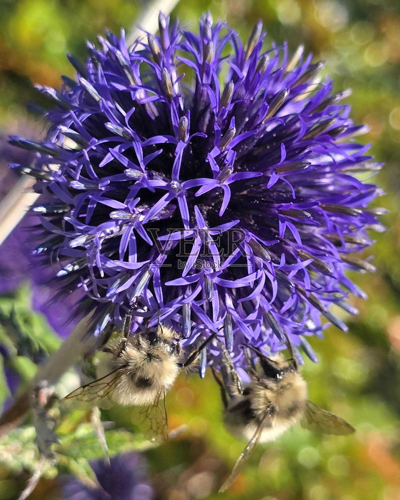 2025年7月22日，温哥华海堤步道上，林木拱门与德沃尼亚港公园之间的植物和绿意。照片摄影图片