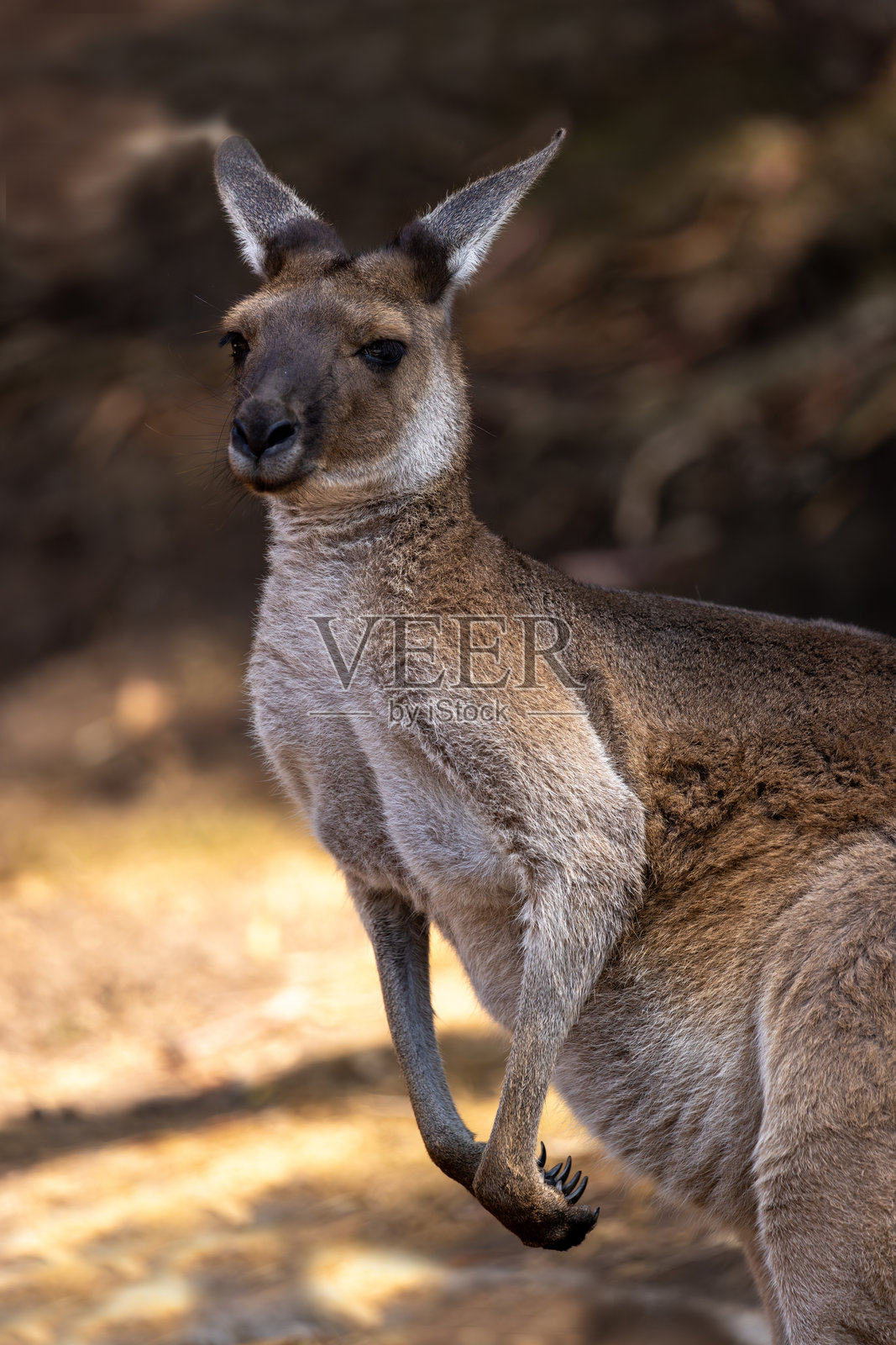 东部灰袋鼠照片摄影图片
