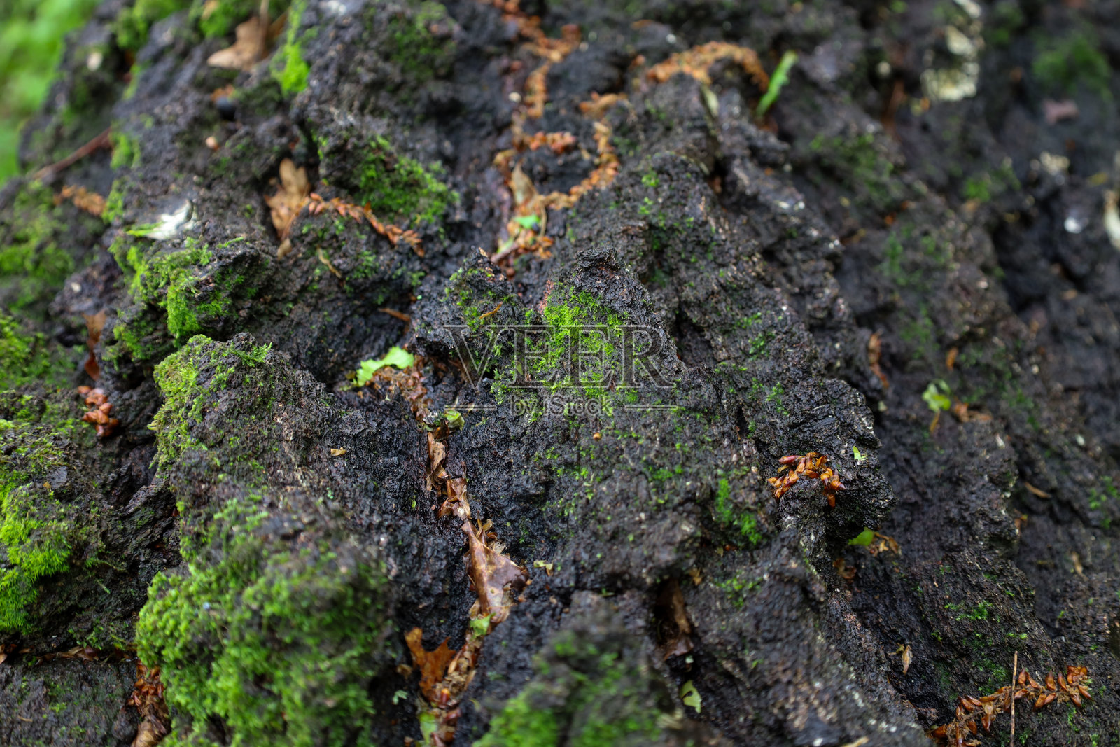 粗糙的黑色树皮特写，上面覆盖着鲜艳的绿色苔藓。纹理的不规则性营造出深度和岁月感，而绿色和黑色的色调则为照片增添了鲜明的对比和自然之美。照片摄影图片