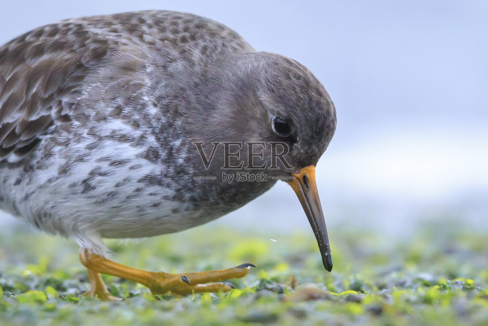 紫色沙鸻，学名：Calidris maritima，海岸鸟在岩石间觅食照片摄影图片