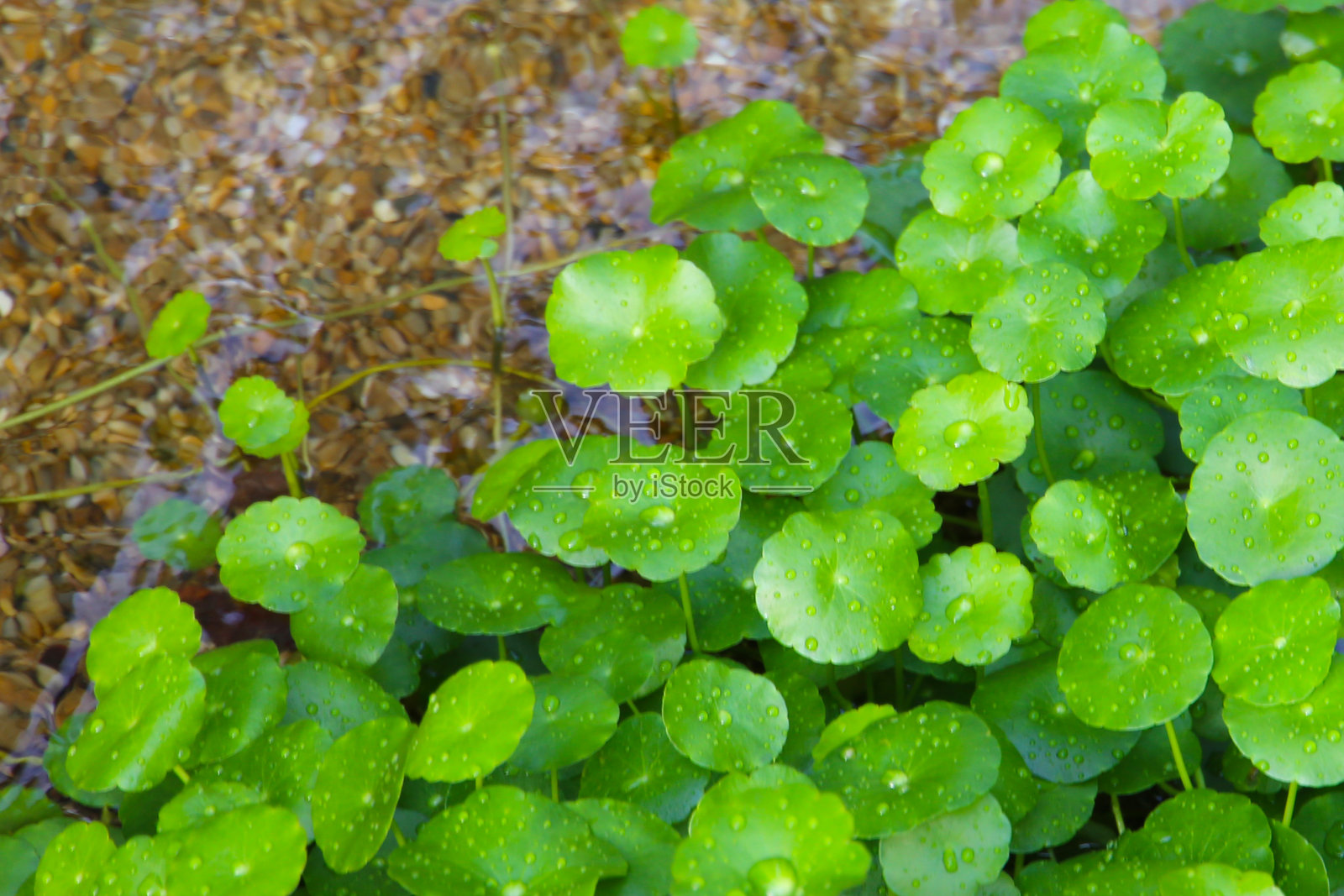 绿亚洲积雪草或积雪草叶子上带有新鲜水滴，生长在清澈的小溪旁，底部有卵石。照片摄影图片