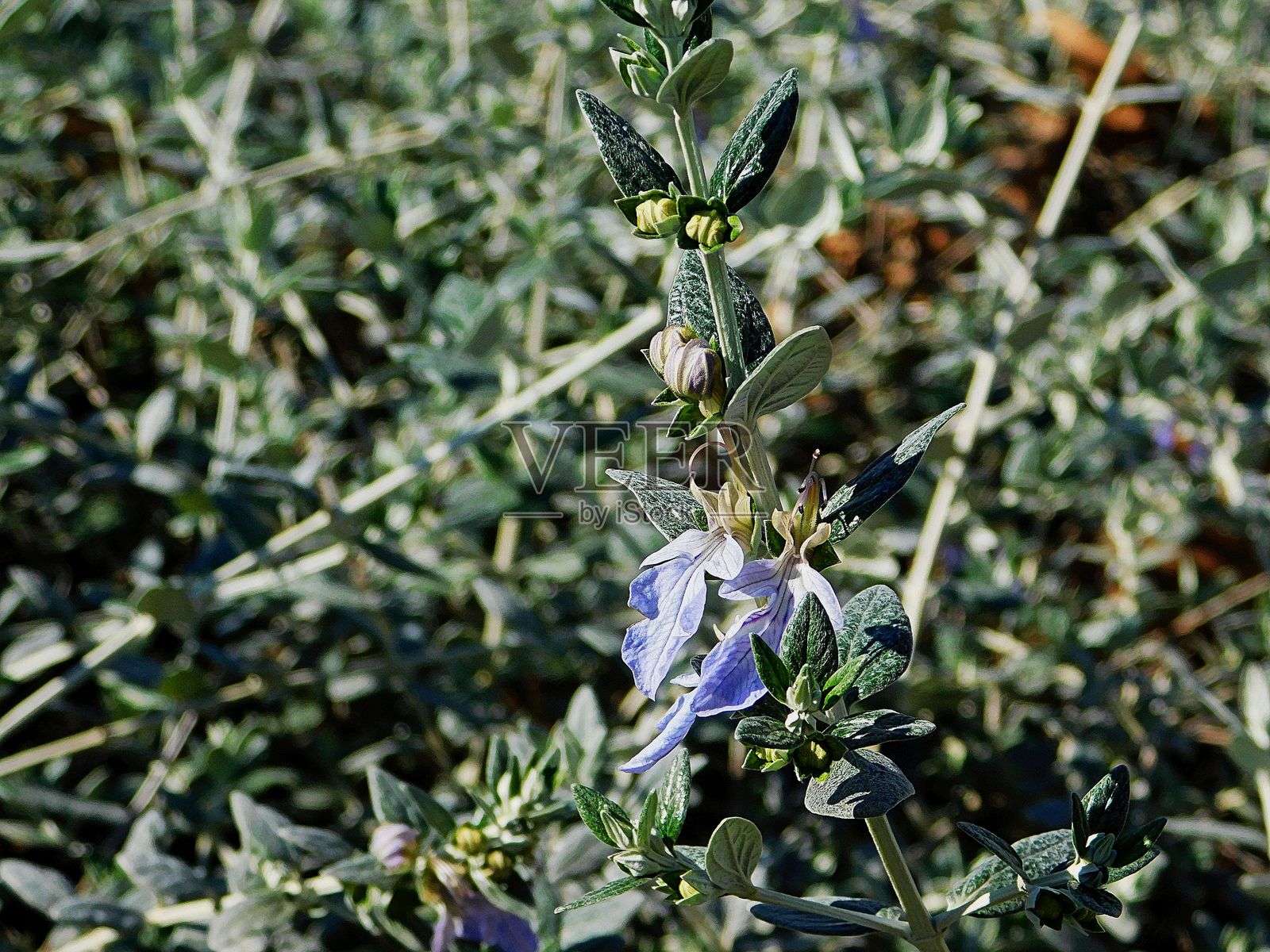 紫苑花照片摄影图片