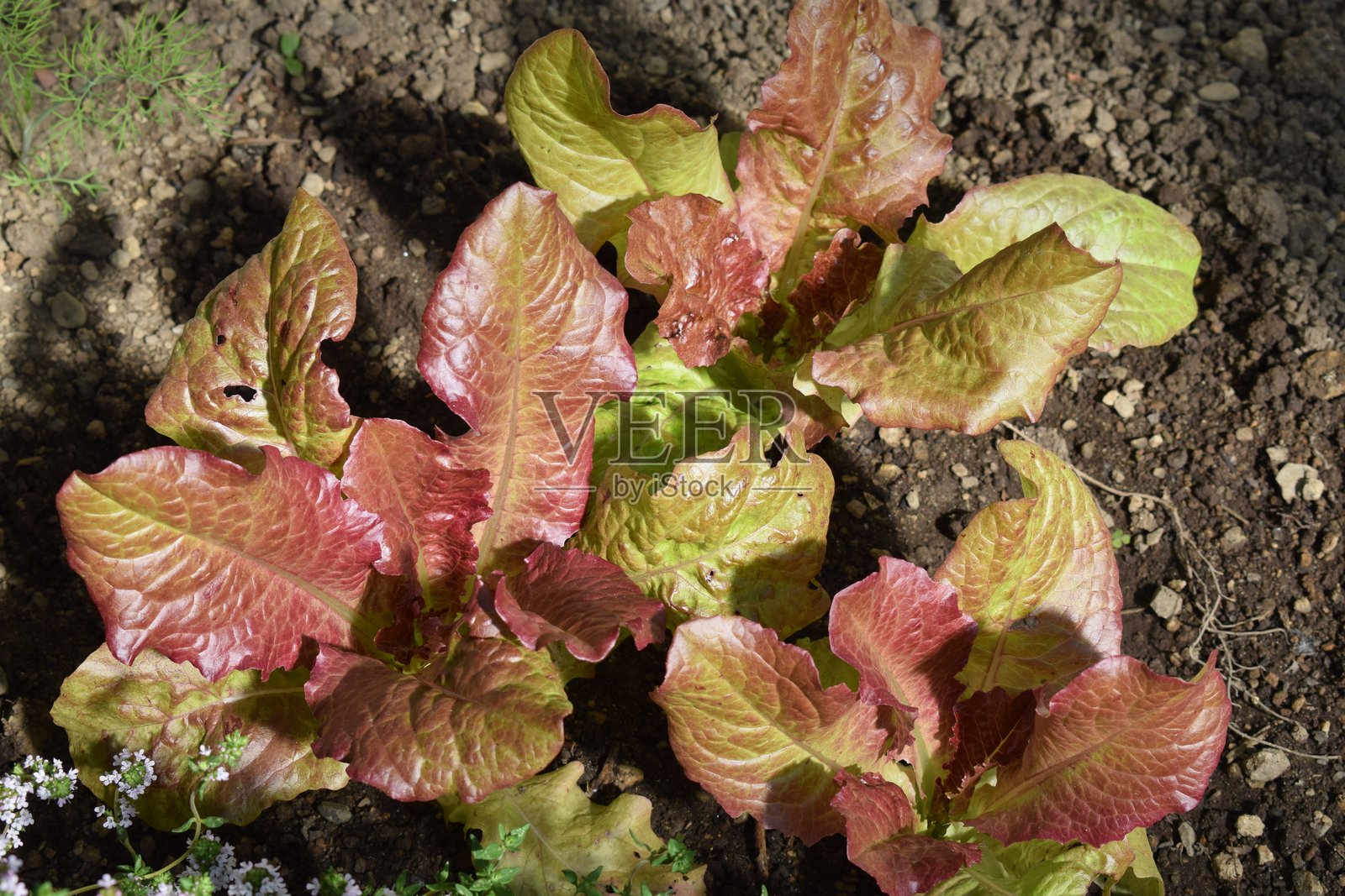 红叶沙拉照片摄影图片