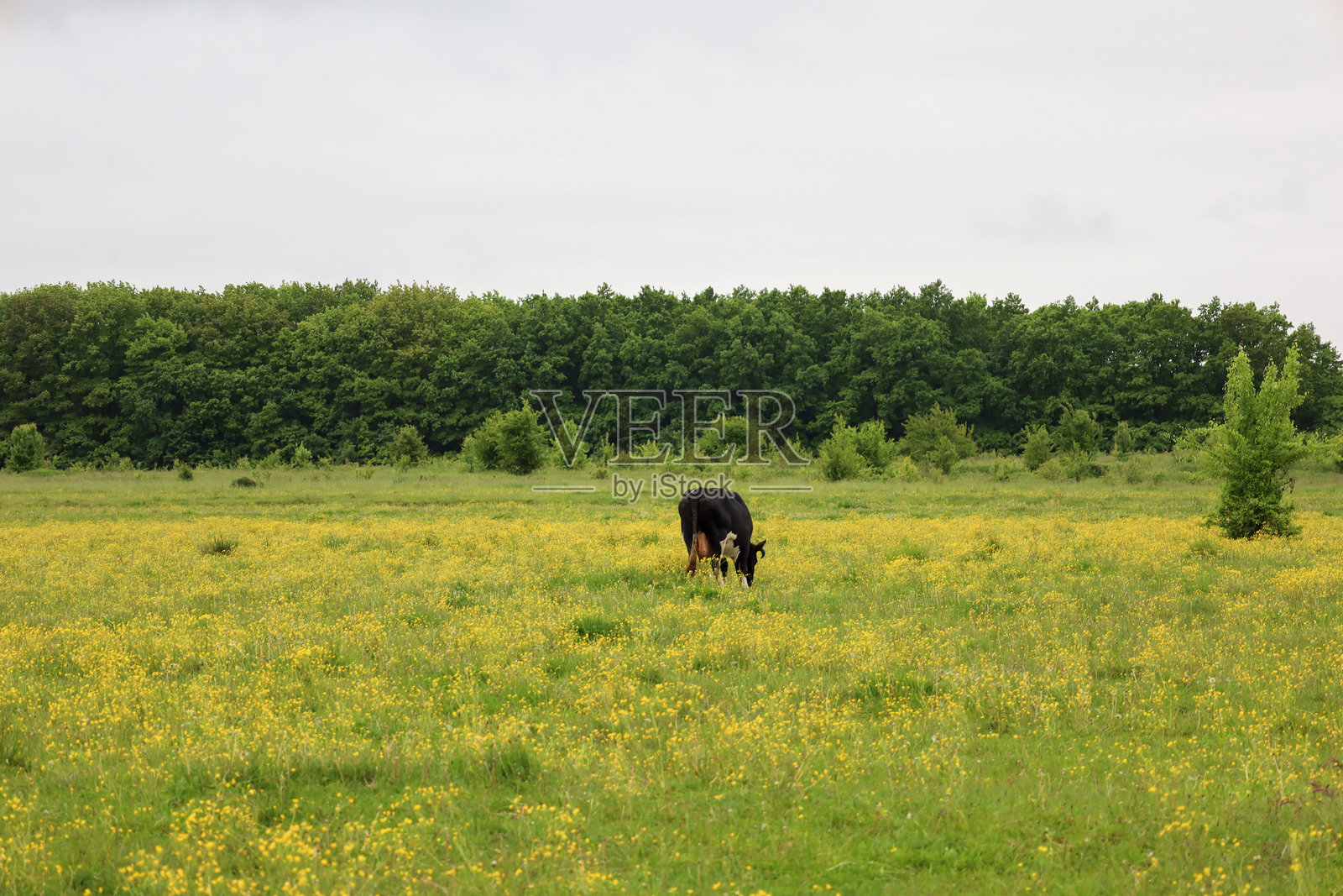 一头牛在覆盖着黄色花朵的大草地上吃草，背景是绿色的树木和灰色的天空。这个场景安静而宁静，展现了乡村生活。照片摄影图片