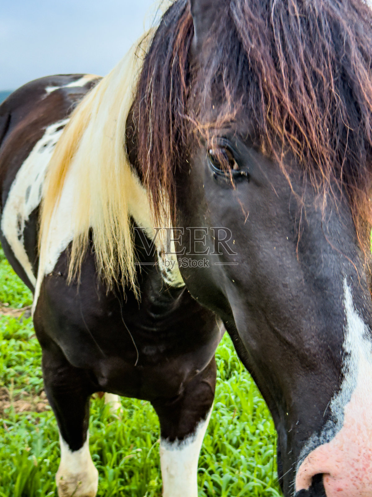 田纳西农场上的马照片摄影图片