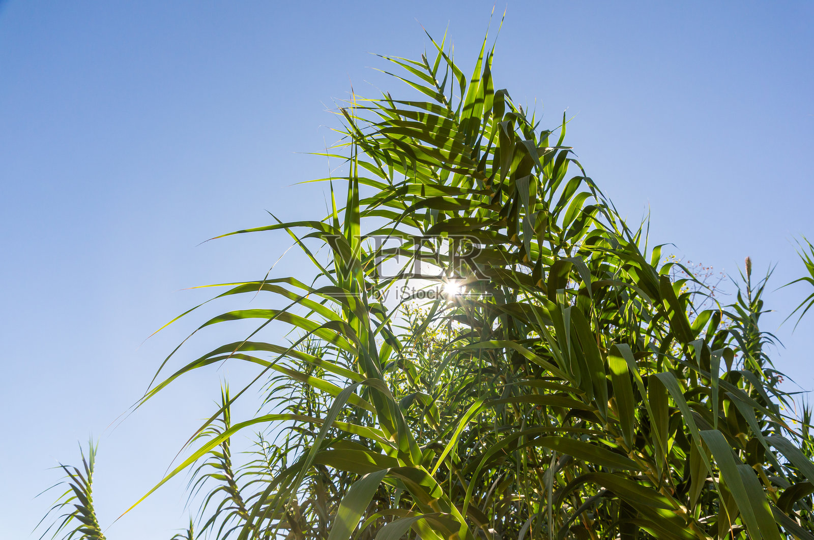 一群绿色的芦苇在强烈的蓝天和阳光下直立。照片摄影图片