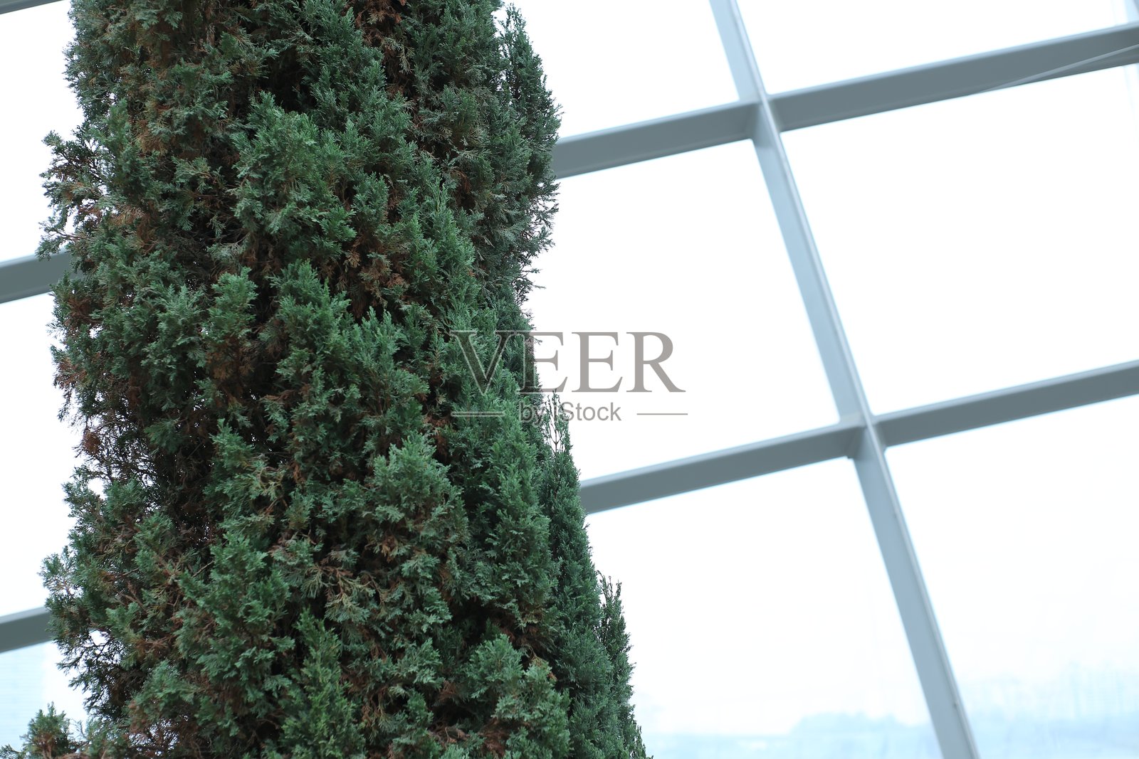 现代玻璃温室内的高大常青树照片摄影图片