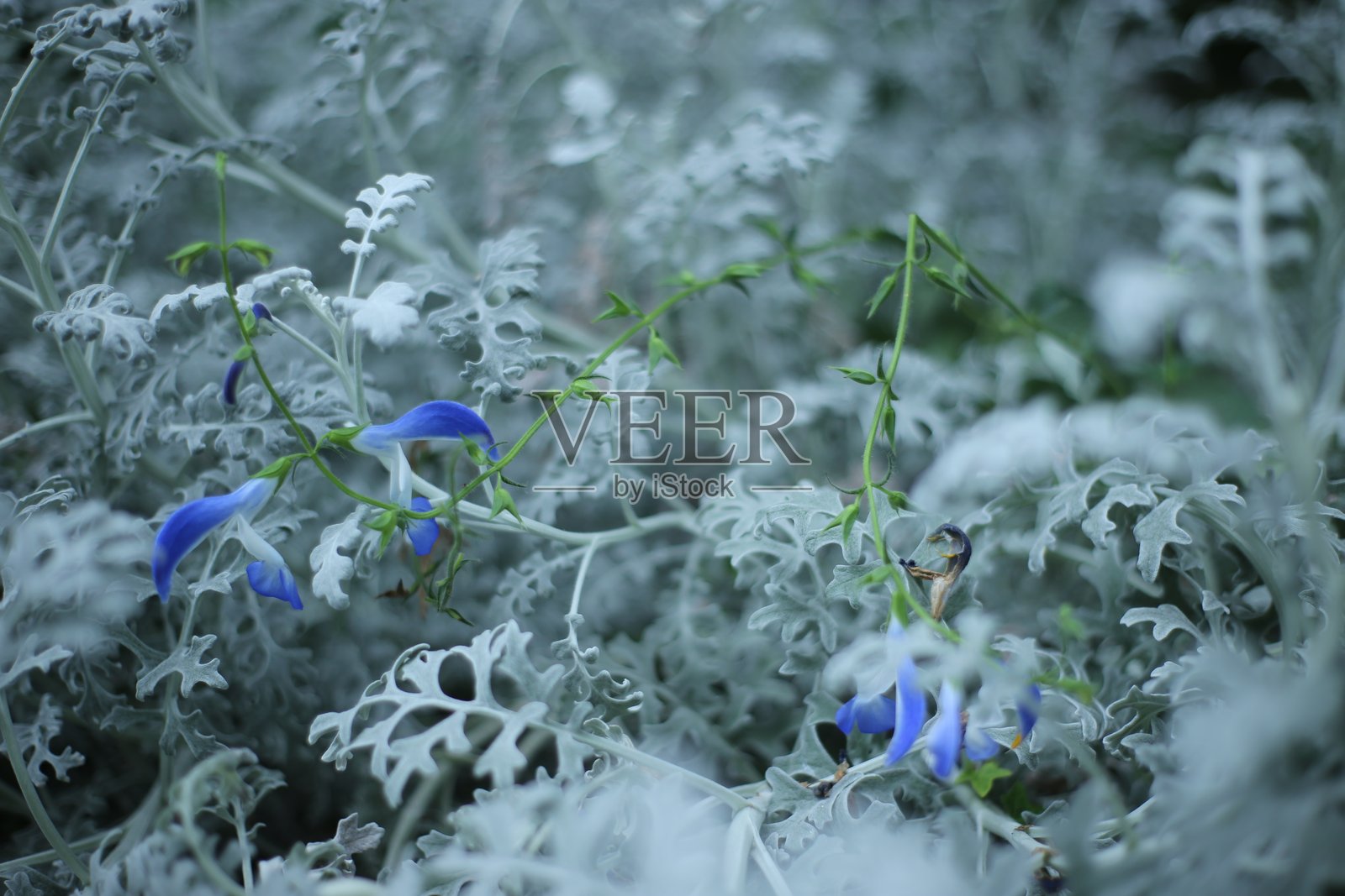 银灰色尘米叶间的蓝色花朵照片摄影图片