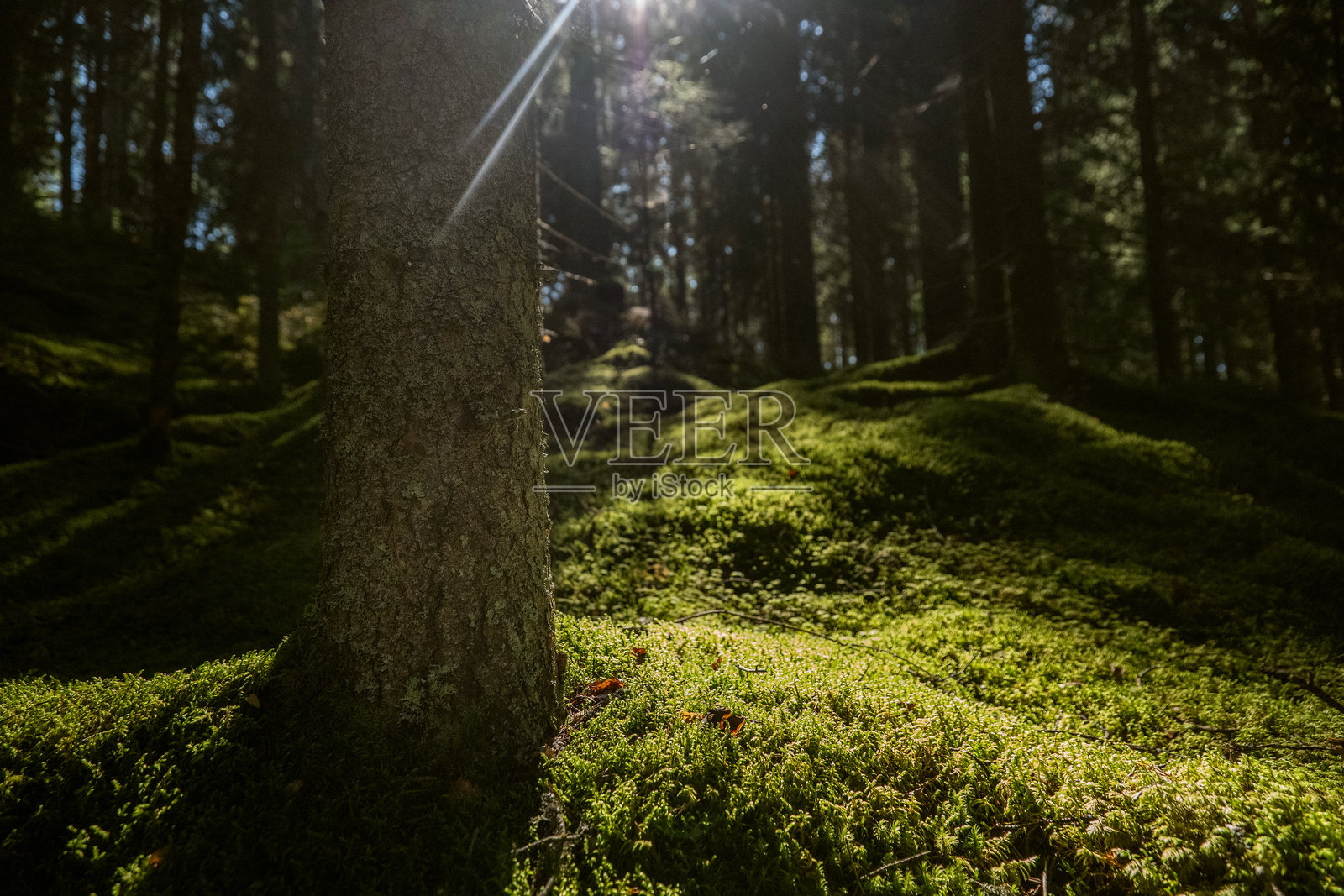 阳光透过郁郁葱葱的森林地面洒下照片摄影图片