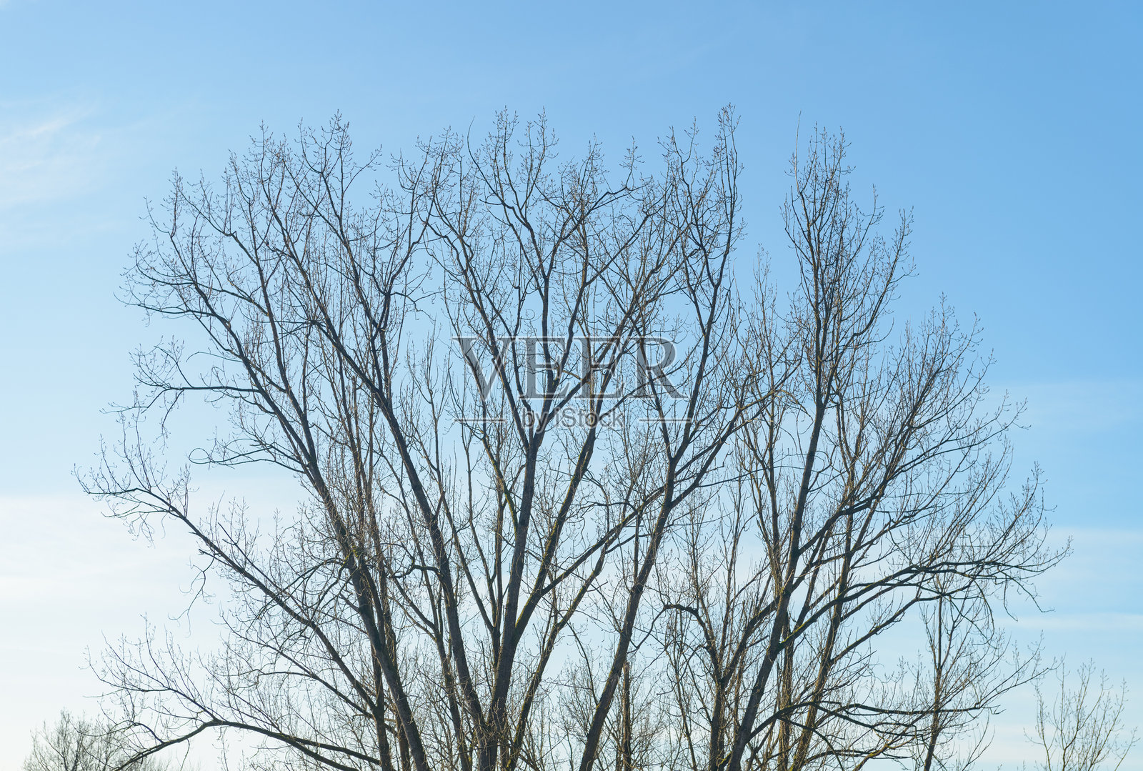 冬季蓝天下的光秃树木照片摄影图片