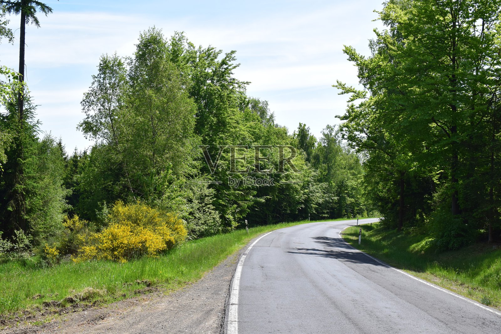 乡间小路旁绿树成荫，黄灿灿的灌木丛点缀其间照片摄影图片