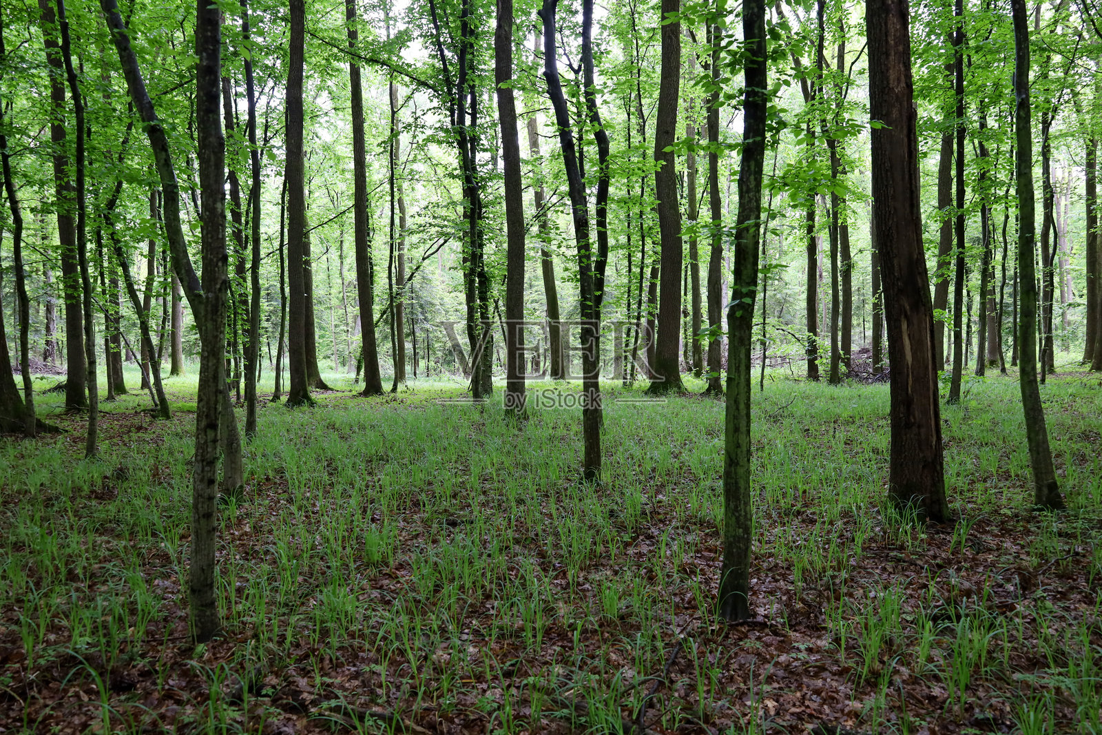 一片明亮的落叶林，树木高大，年轻的叶子茂密。绿色的植物墙营造出一种清新宁静的氛围。照片摄影图片
