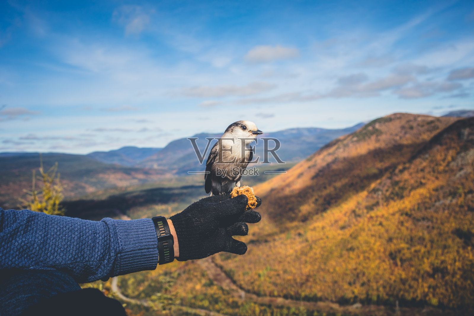 鸟儿栖息在戴手套的手上，背景是秋季壮丽的山脉风景照片摄影图片