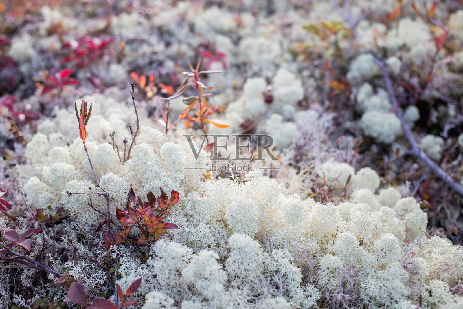 丰盛的白色苔藓覆盖着地面，周围是五彩斑斓的树叶，营造出宁静的自然环境，秋天的白天。照片摄影图片