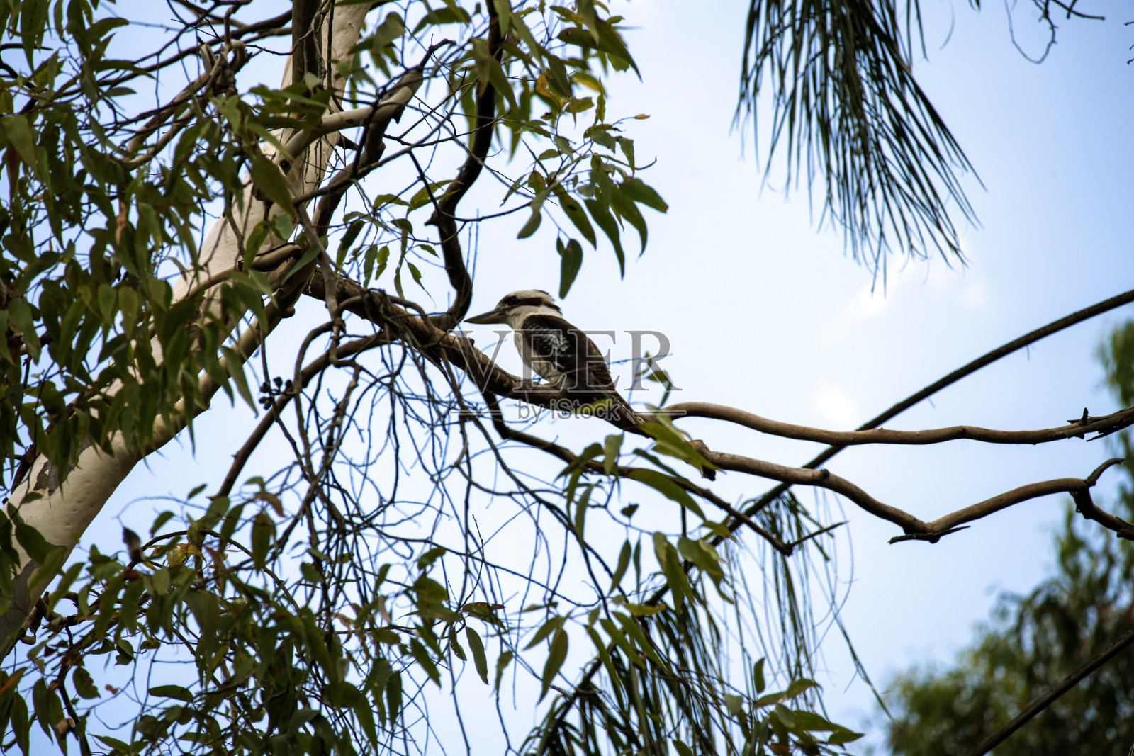 笑翠鸟 (Dacelo novaeguineae)照片摄影图片