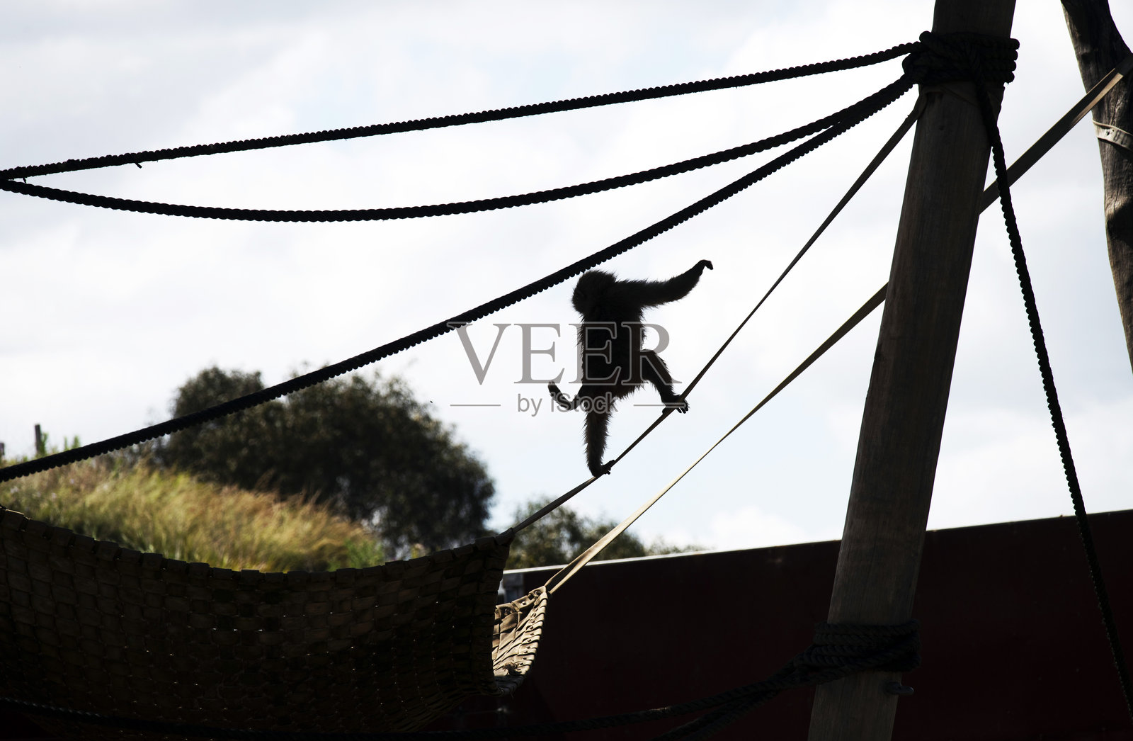 年轻神圣狒狒（Papio hamadryas）的剪影照片摄影图片