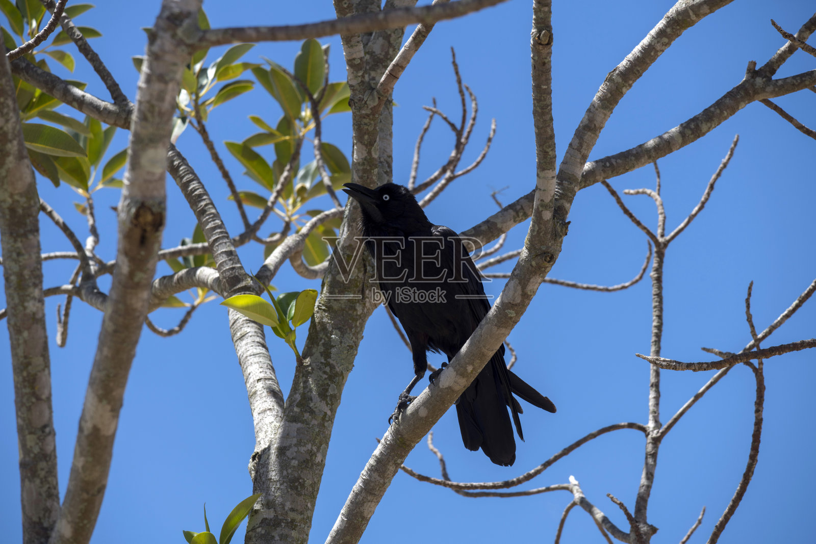澳大利亚乌鸦 (Corvus coronoides)照片摄影图片
