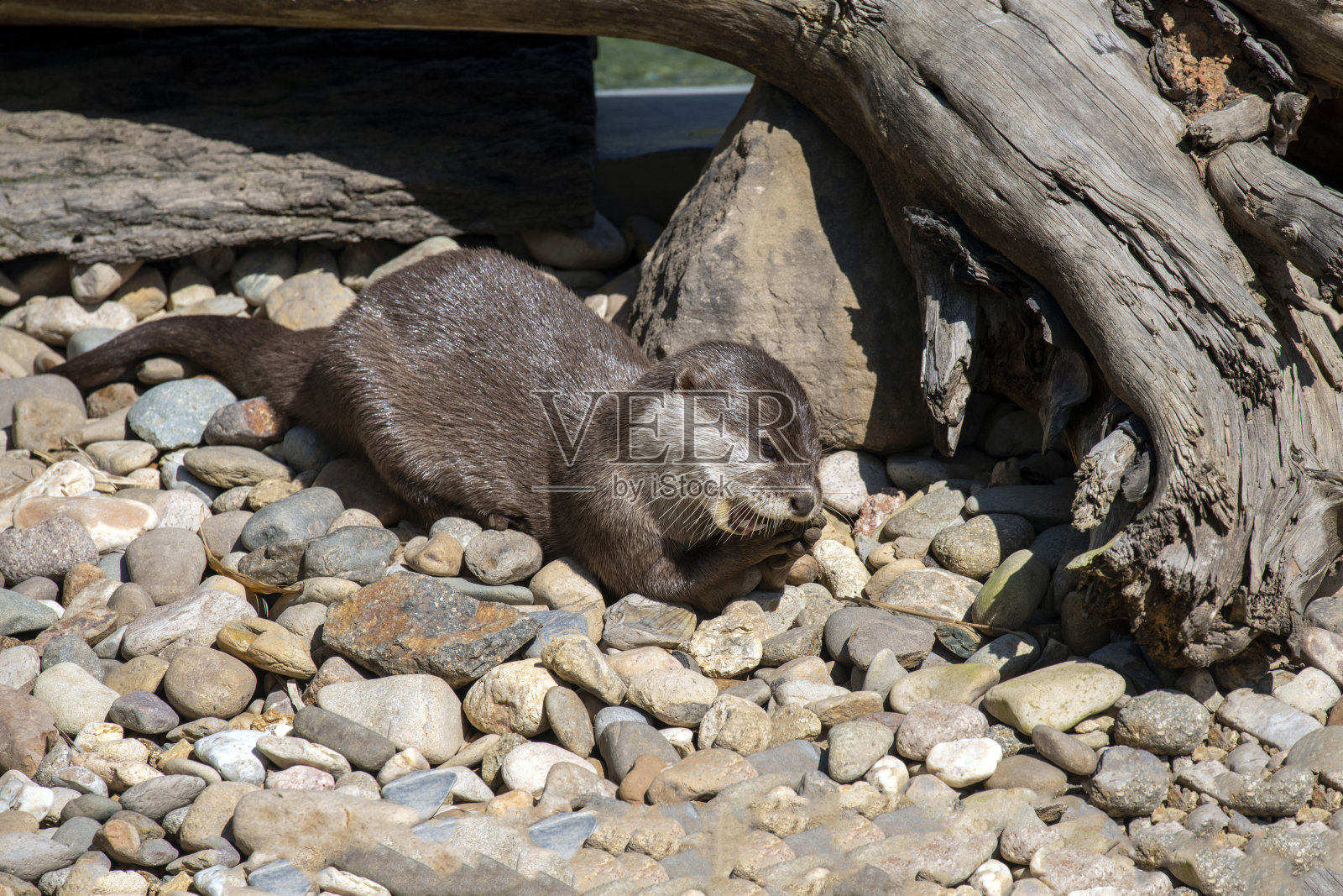 亚洲小爪水獺 (Aonyx cinereus)照片摄影图片