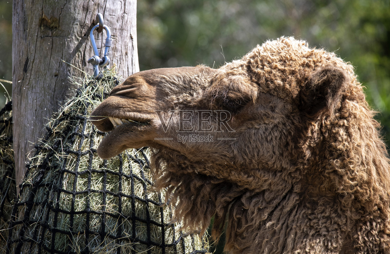 单峰驼 (Camelus dromedarius)照片摄影图片