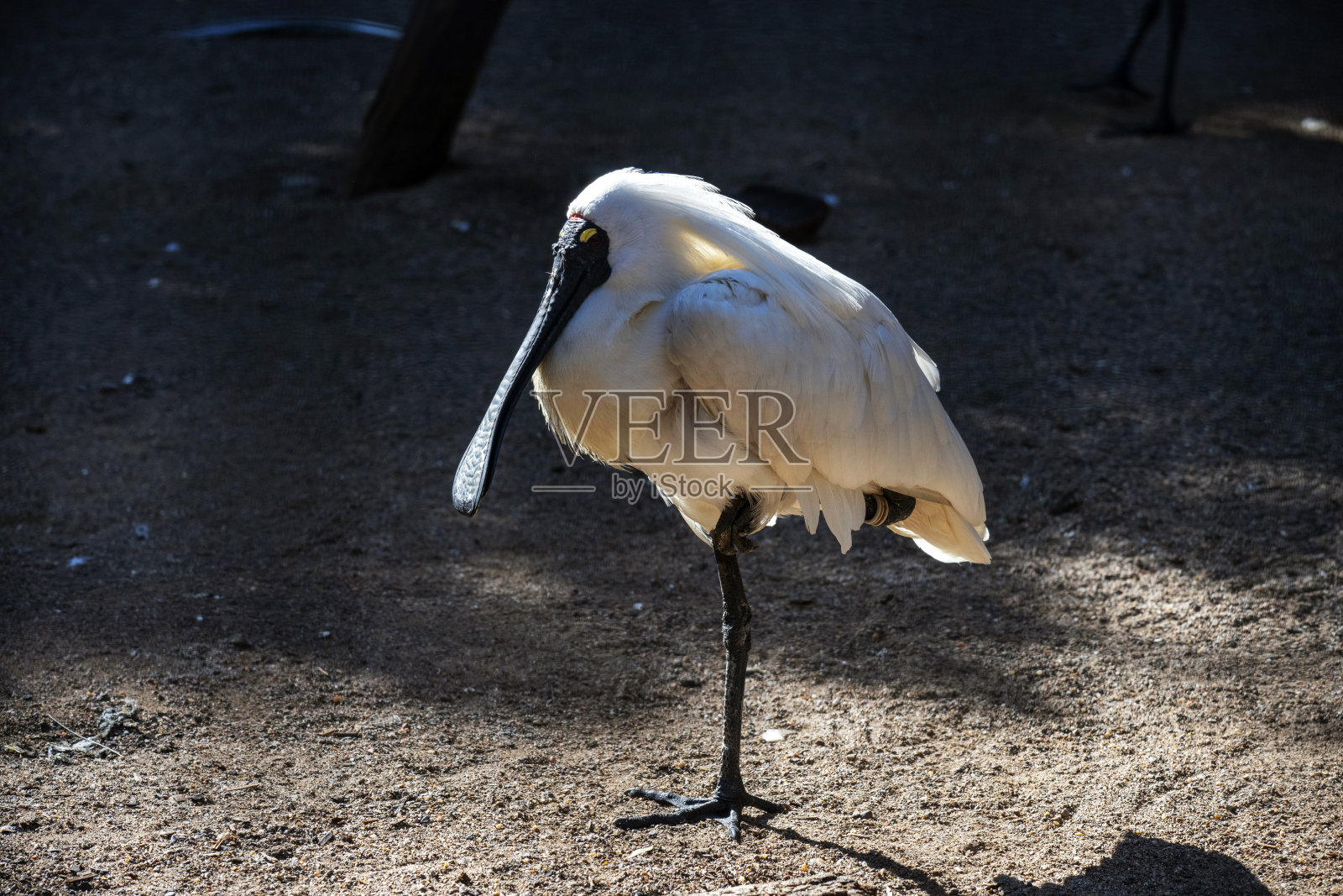 皇家勺嘴鹭 (Platalea regia)照片摄影图片