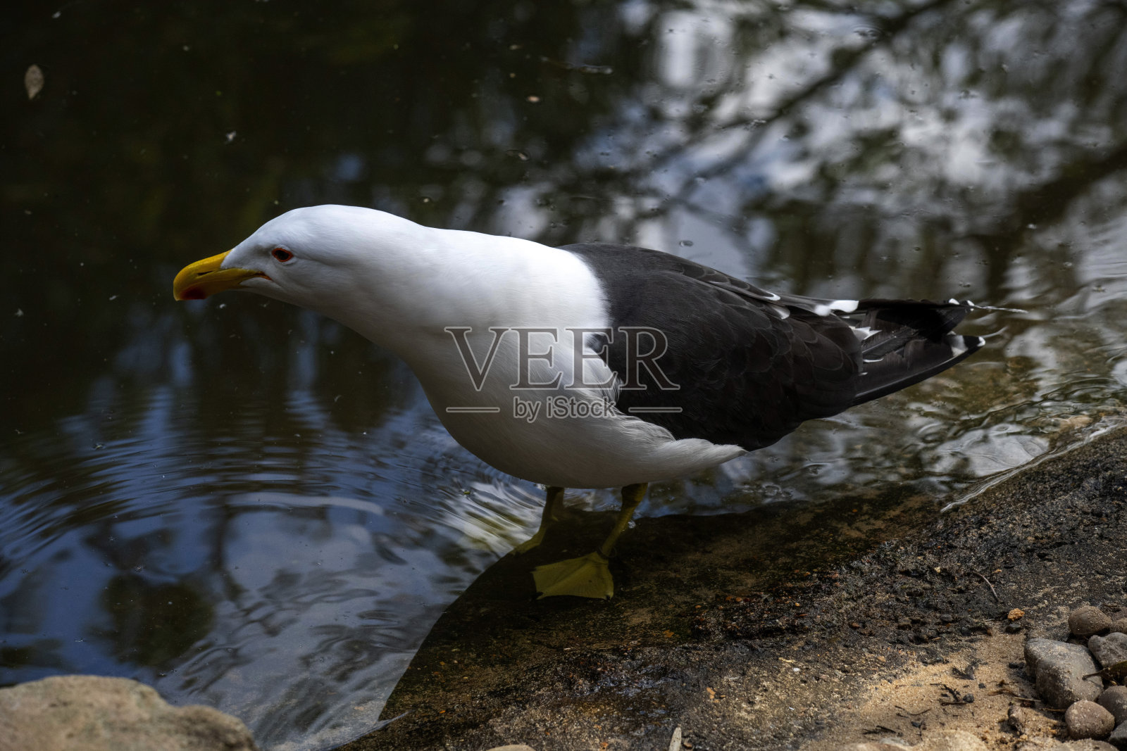 海藻鸥 (Larus dominicanus)照片摄影图片