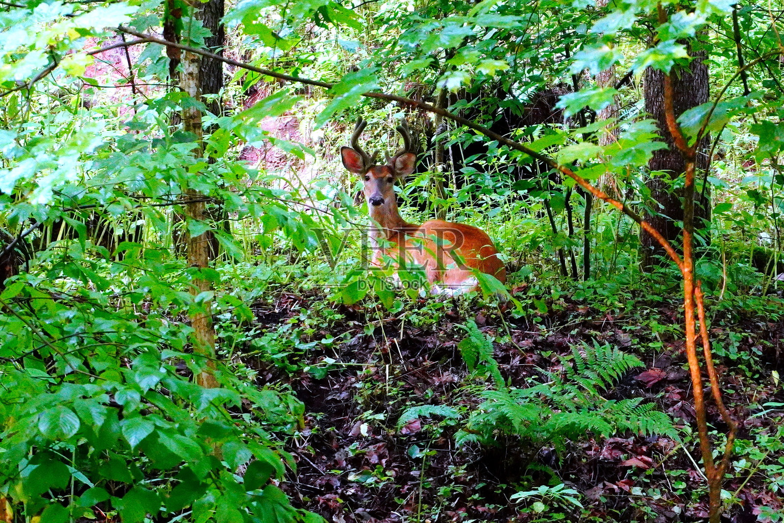公鹿照片摄影图片