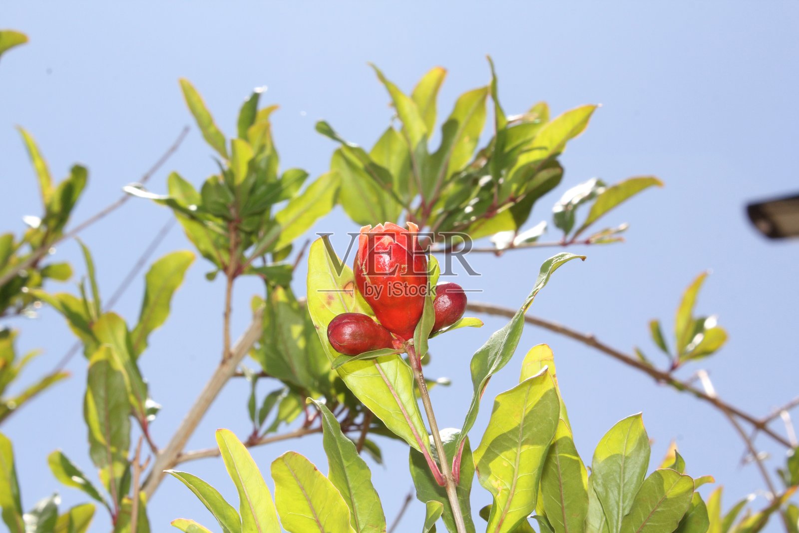 石榴植物与正在发育的花蕾照片摄影图片