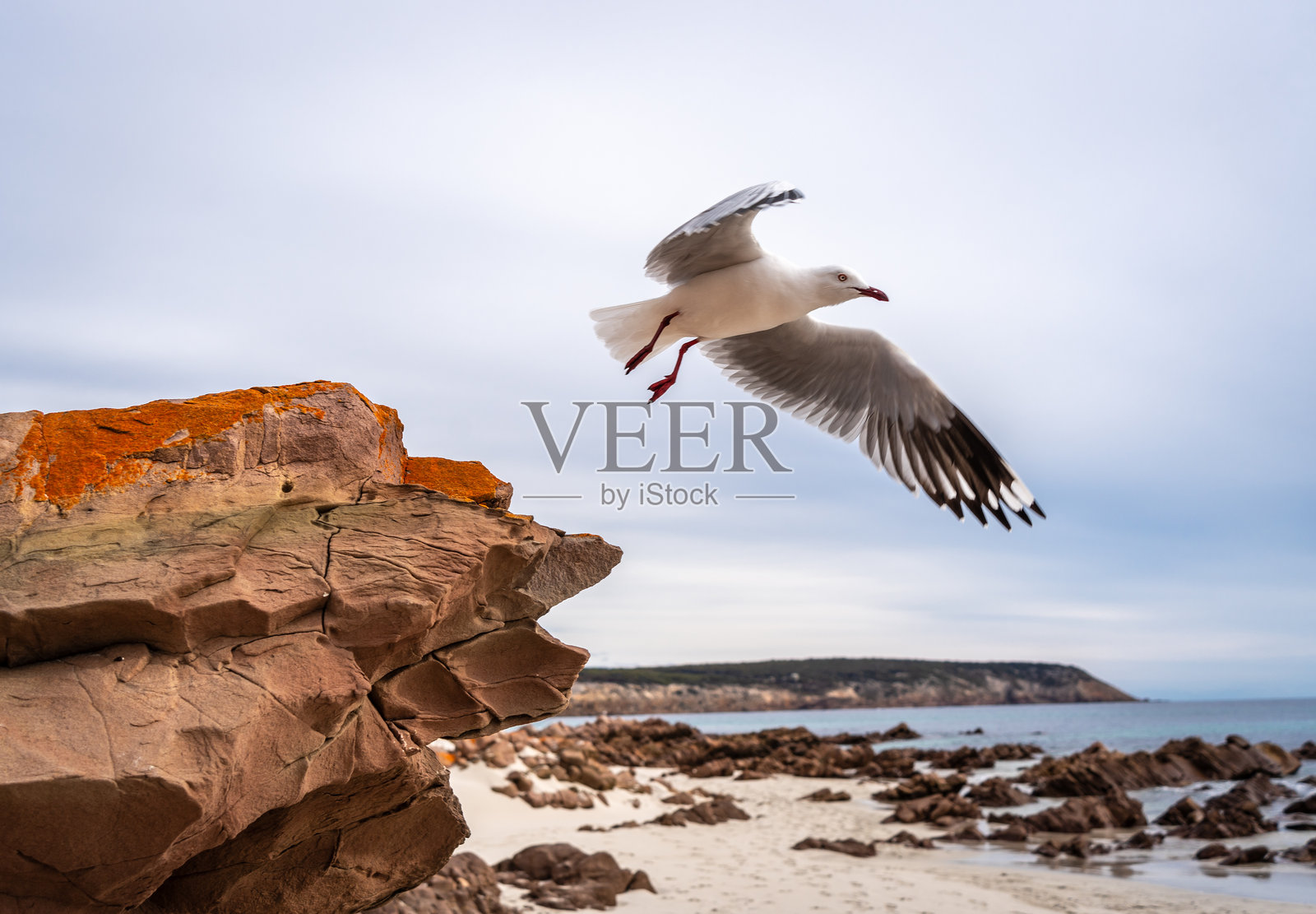 海鸥从澳大利亚斯托克斯湾海滩的岩石上起飞照片摄影图片