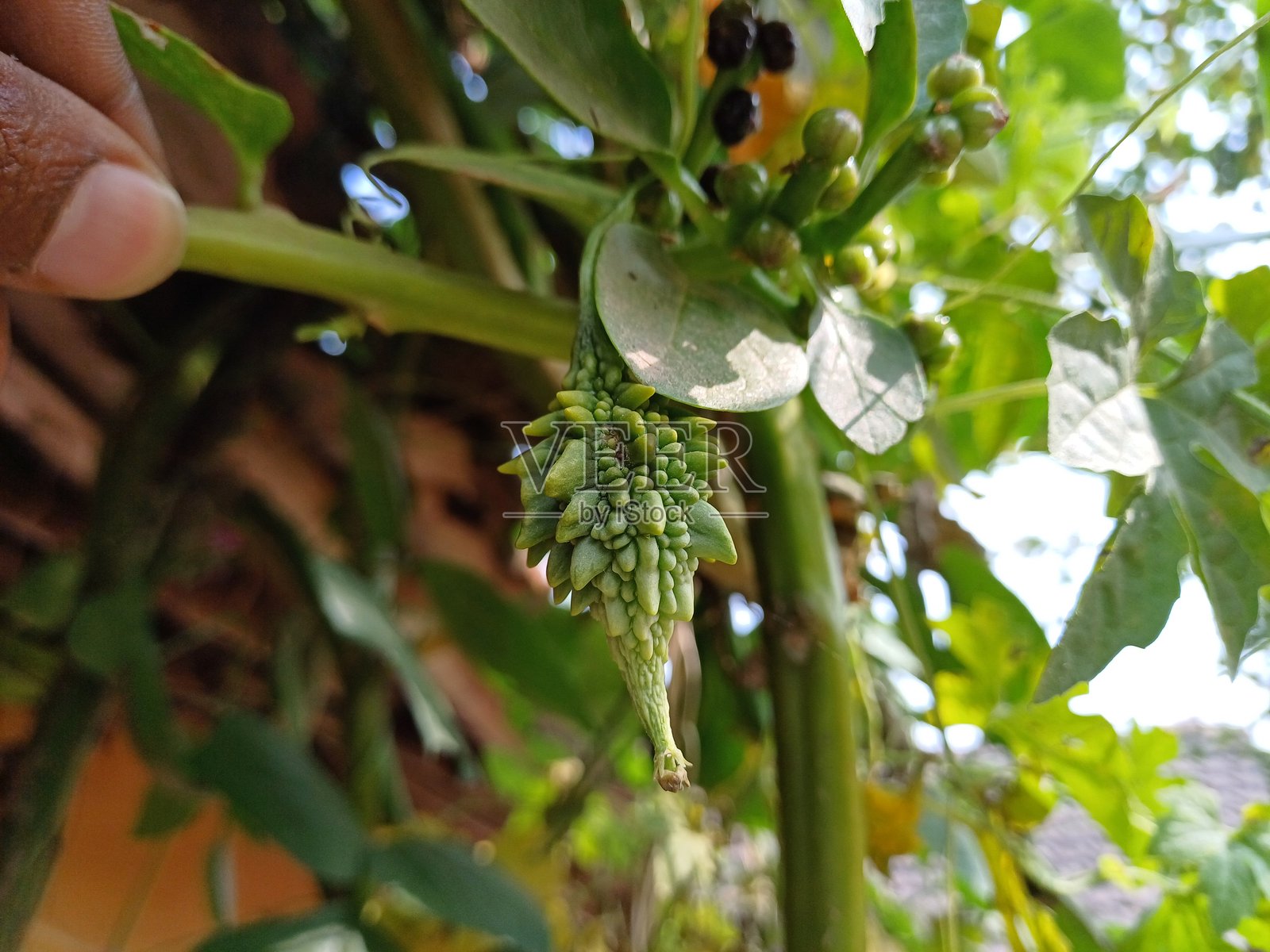 悬挂在植物上的婴儿苦瓜，印度苦瓜。照片摄影图片