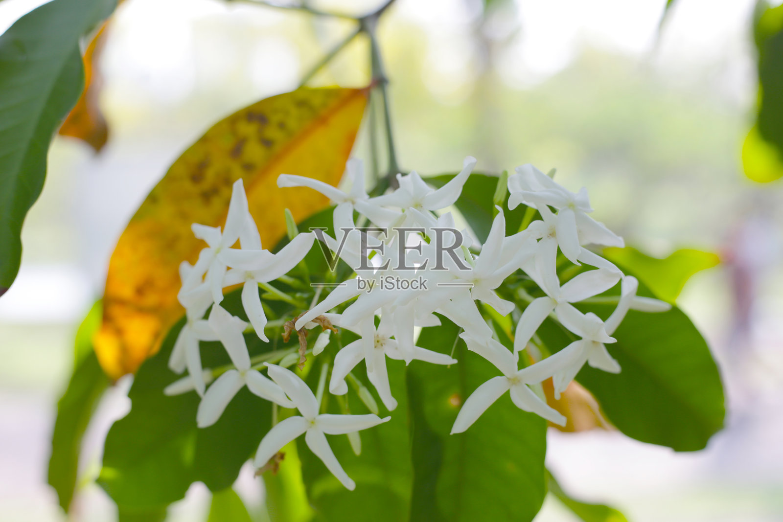 白色的树状克普西亚花在绿叶间盛开。照片摄影图片