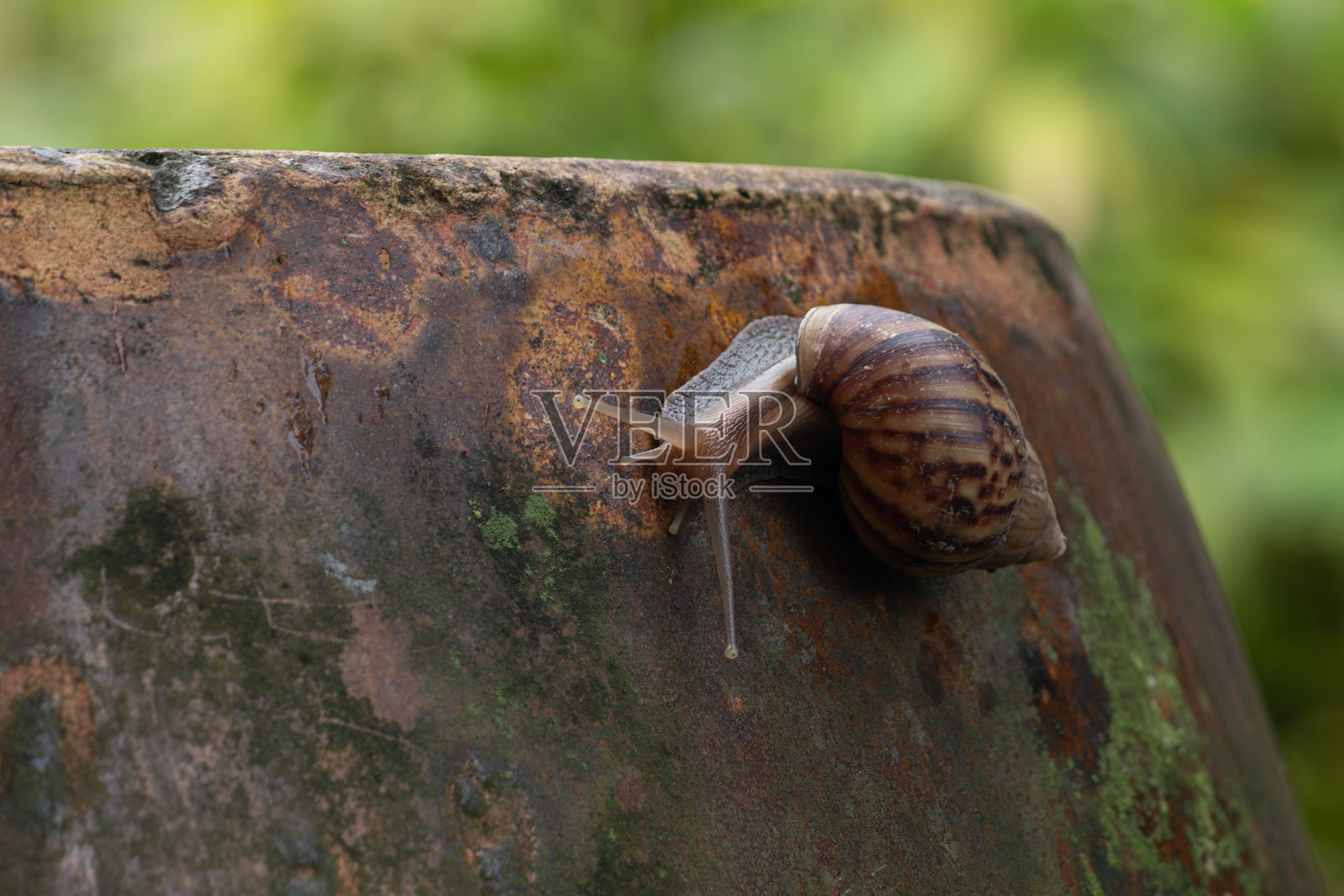 一只伸展眼柄的花园蜗牛特写，正在爬行在一个生锈、长满苔藓的旧陶土水罐边缘。照片摄影图片