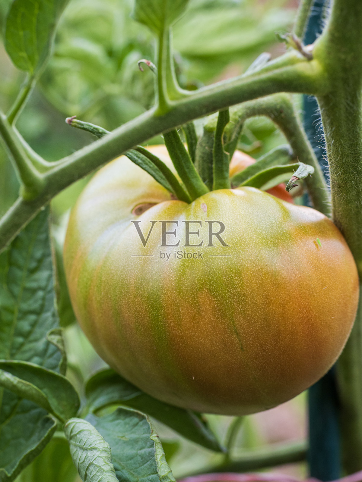 有机花园中植物上的番茄特写，微距摄影照片摄影图片