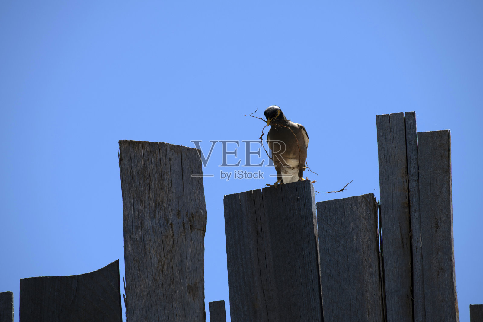 澳大利亚八哥（Acridotheres tristis）照片摄影图片