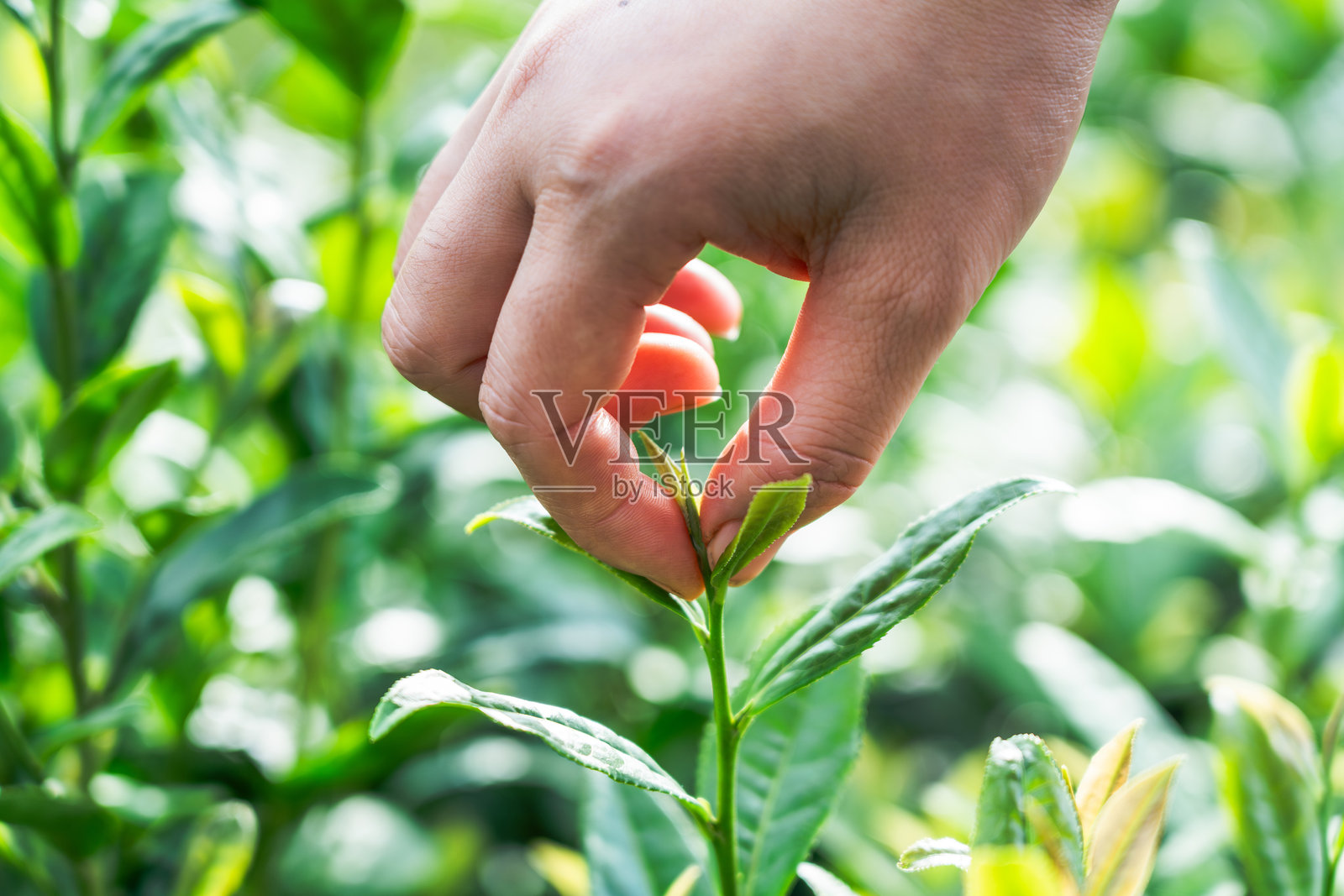在绿茶园手工采摘新鲜茶叶照片摄影图片