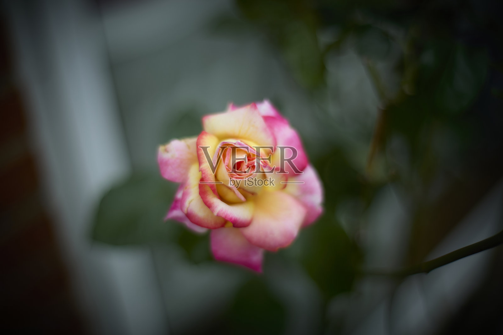 美丽的黄色和粉色盛开的玫瑰特写（孤立花头）照片摄影图片