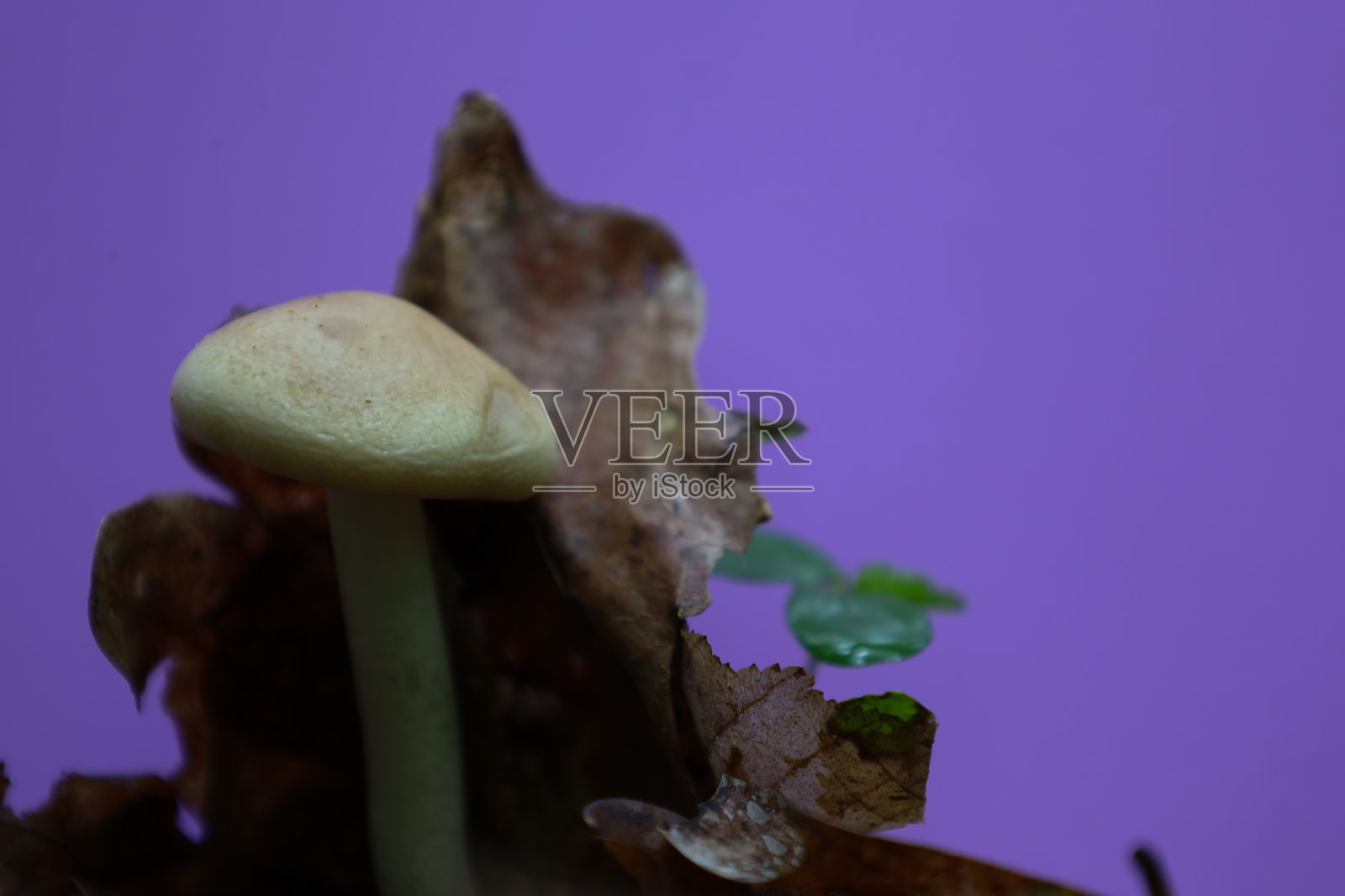 一朵单独的浅色蘑菇，细长的茎和宽大的帽子，生长在干枯的树叶中。背景是明亮的紫色，形成了不寻常的对比。照片摄影图片