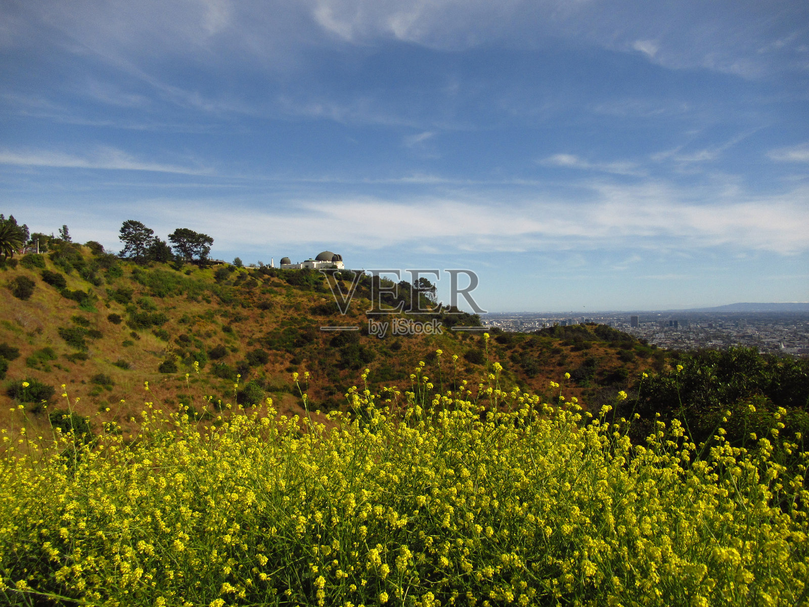 格里菲斯天文台与黄色芥末花照片摄影图片