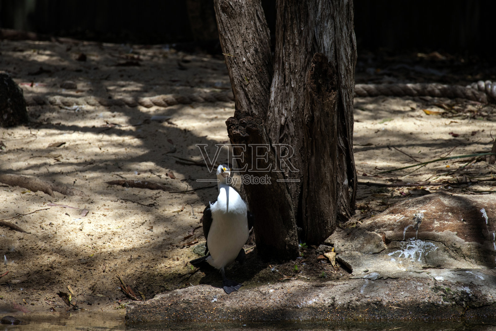 小斑鸬鹚 (Microcarbo melanoleucos)照片摄影图片